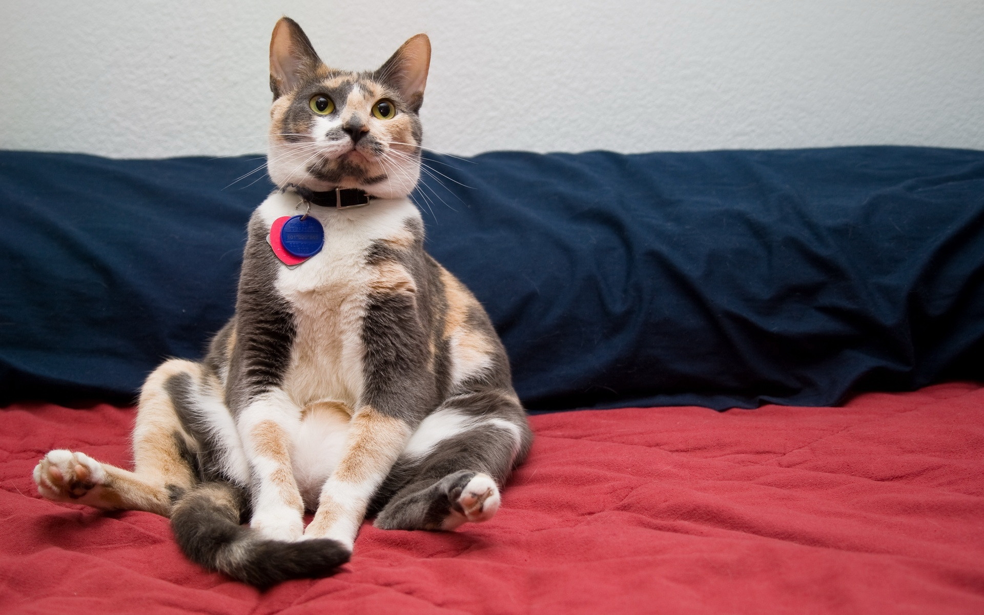 Завантажити шпалери Calico Cat на телефон безкоштовно