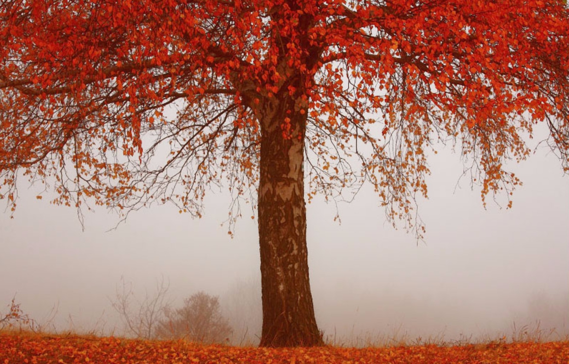 Скачать картинку Деревья, Осень, Красный, Дерево, Туман, Земля/природа в телефон бесплатно.