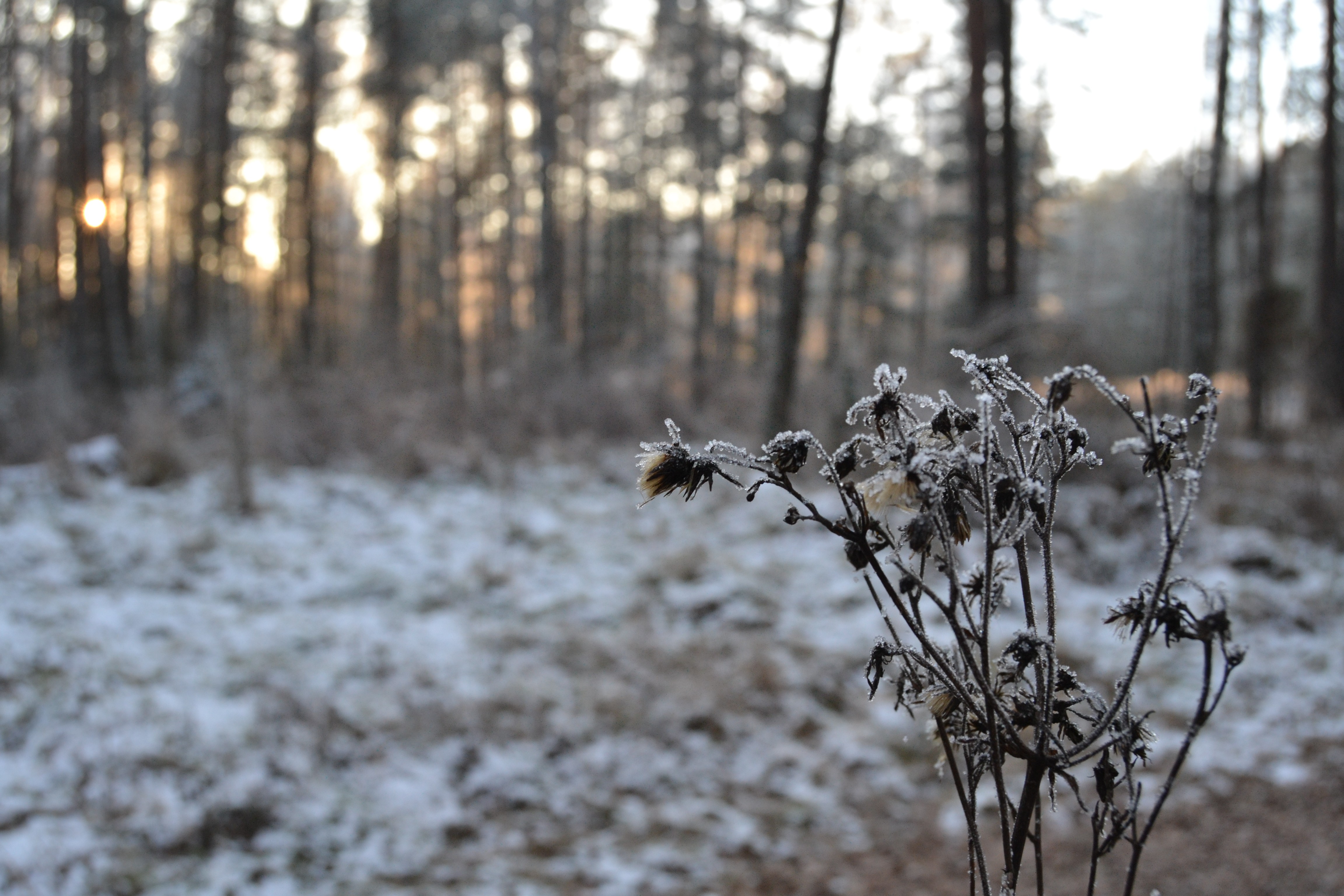 Descarga gratuita de fondo de pantalla para móvil de Invierno, Tierra/naturaleza.