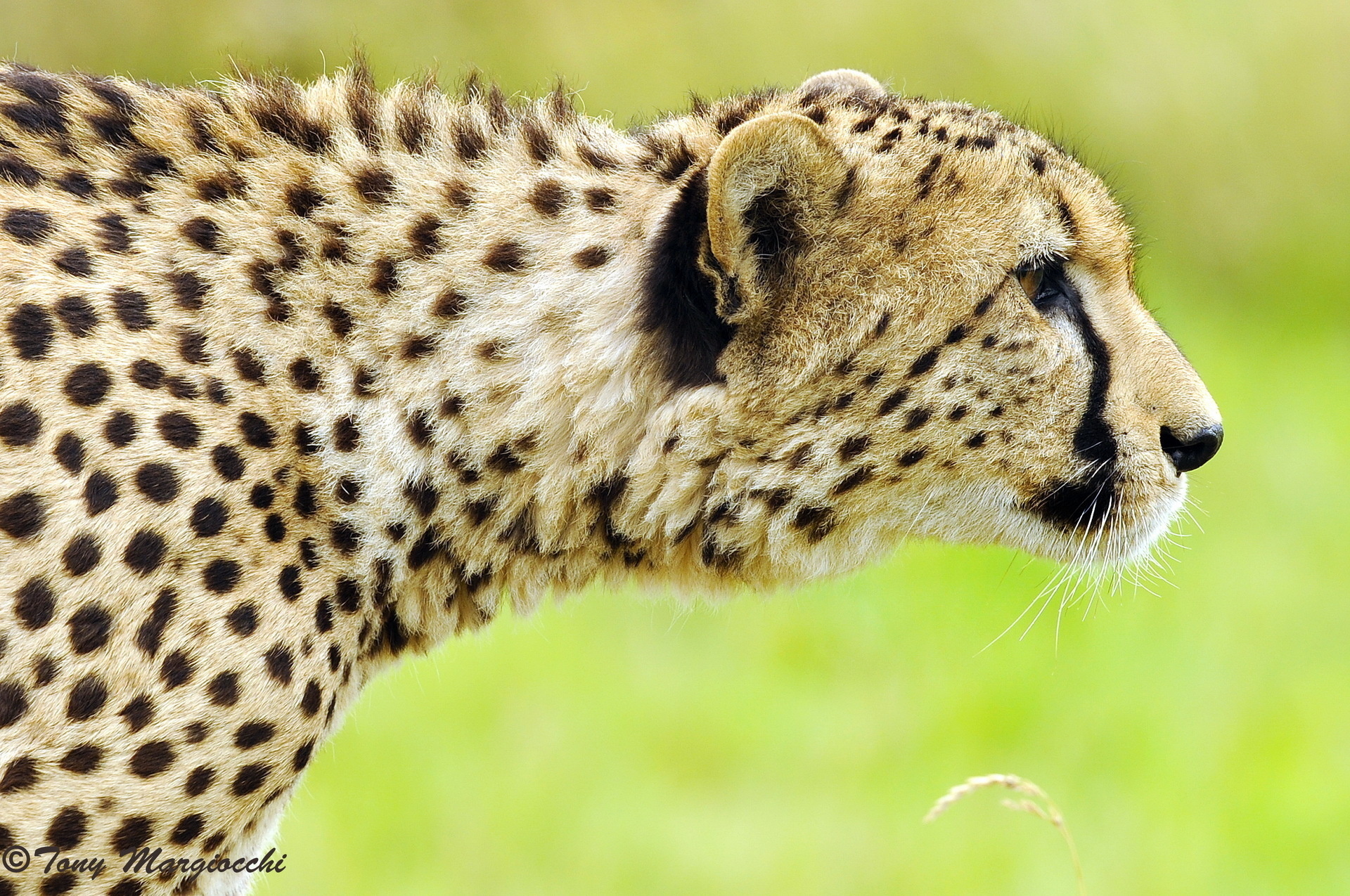 Téléchargez des papiers peints mobile Animaux, Chats, Guépard gratuitement.