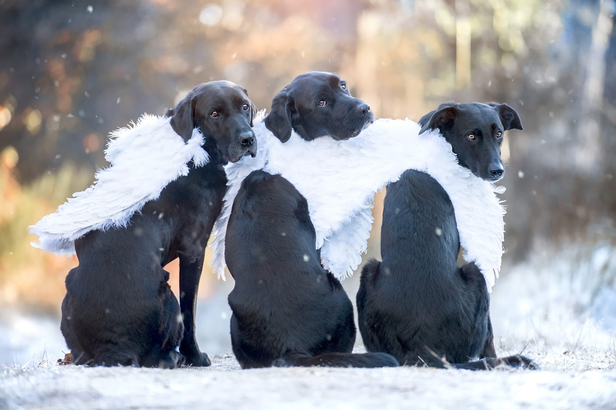 Descarga gratuita de fondo de pantalla para móvil de Animales, Perros, Perro, Profundidad De Campo.