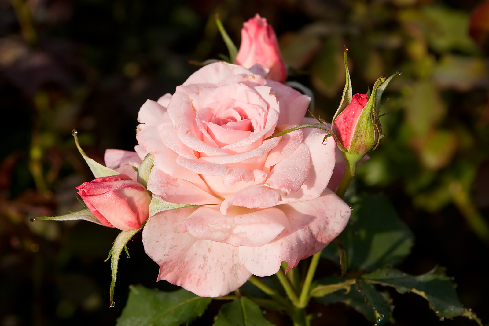 Descarga gratis la imagen Flores, Rosa, Tierra/naturaleza en el escritorio de tu PC