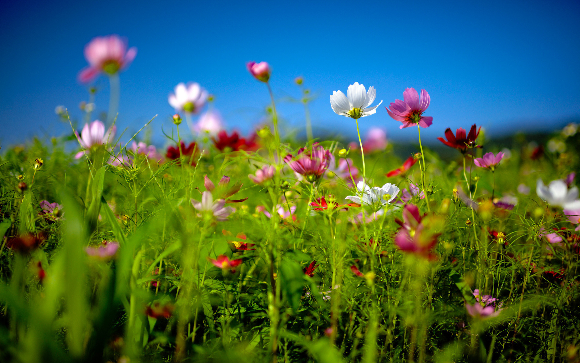 Free download wallpaper Flowers, Flower, Earth on your PC desktop