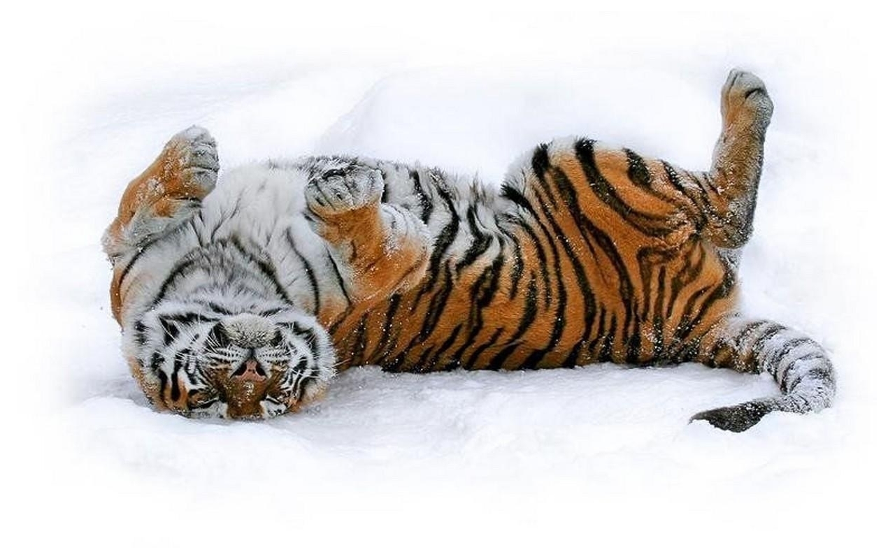 Download mobile wallpaper Animals, Winter, Snow, Tigers for free.