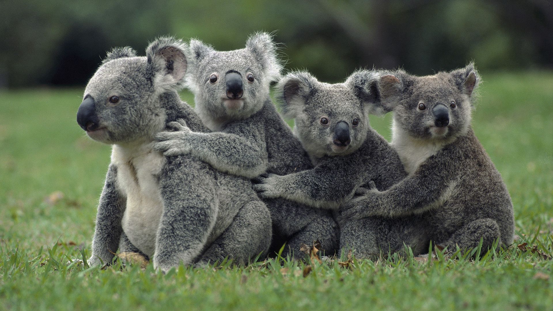 118757 télécharger l'image koalas, animaux, herbe, asseoir, s’asseoir, une famille, famille - fonds d'écran et économiseurs d'écran gratuits