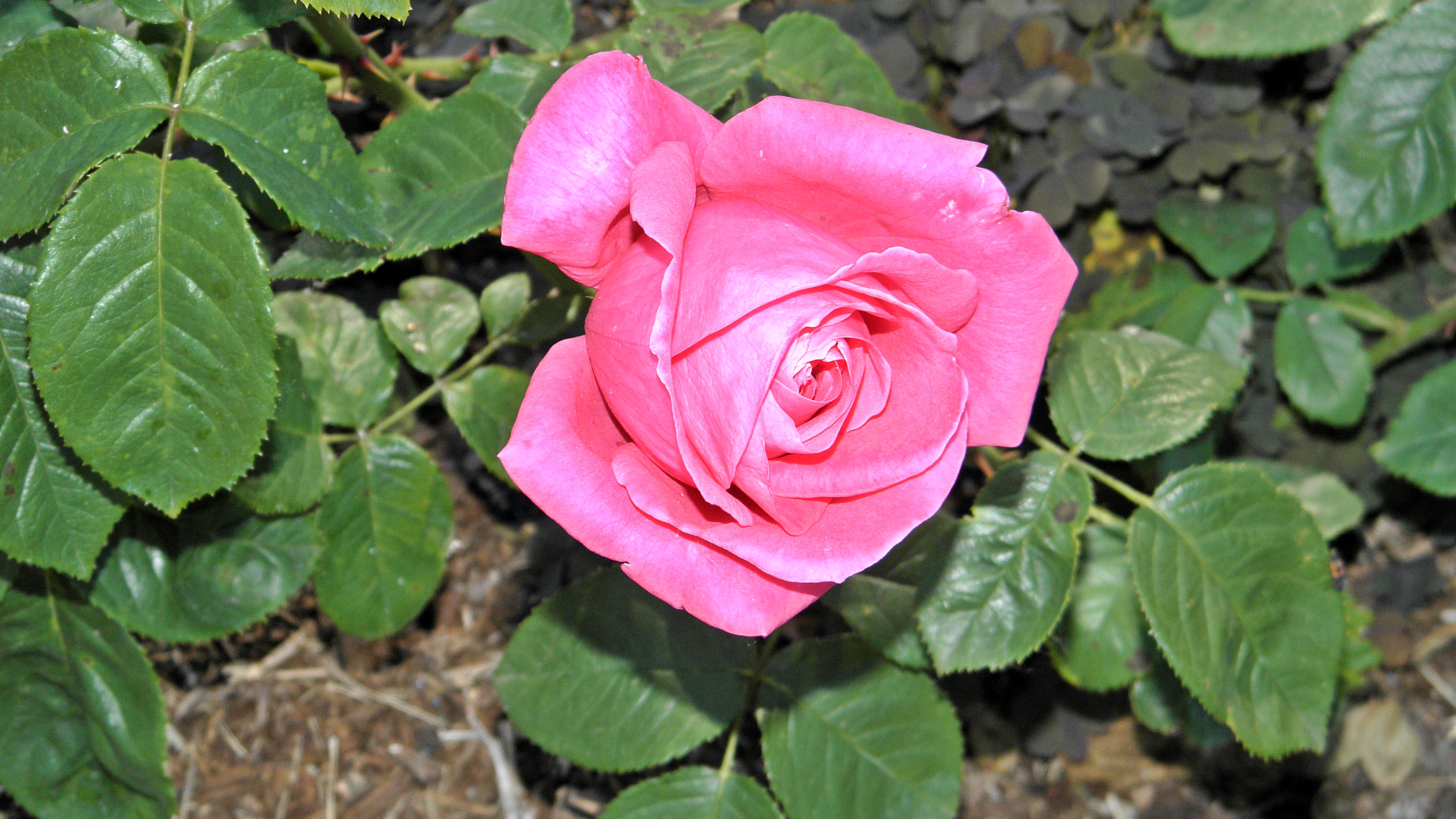 Téléchargez gratuitement l'image Fleurs, Rose, Terre/nature sur le bureau de votre PC