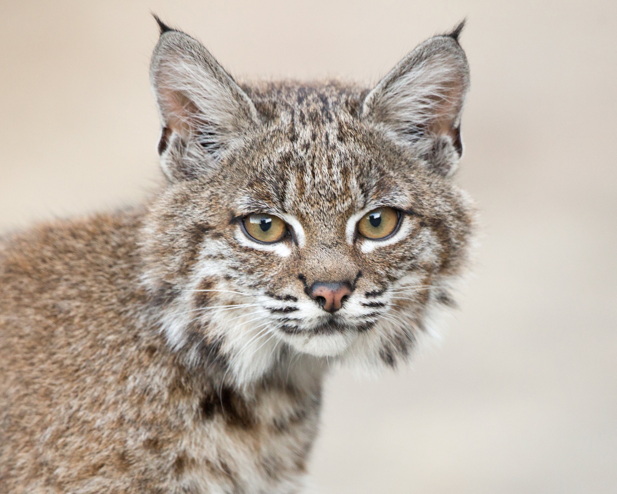 Download mobile wallpaper Cats, Animal, Lynx for free.