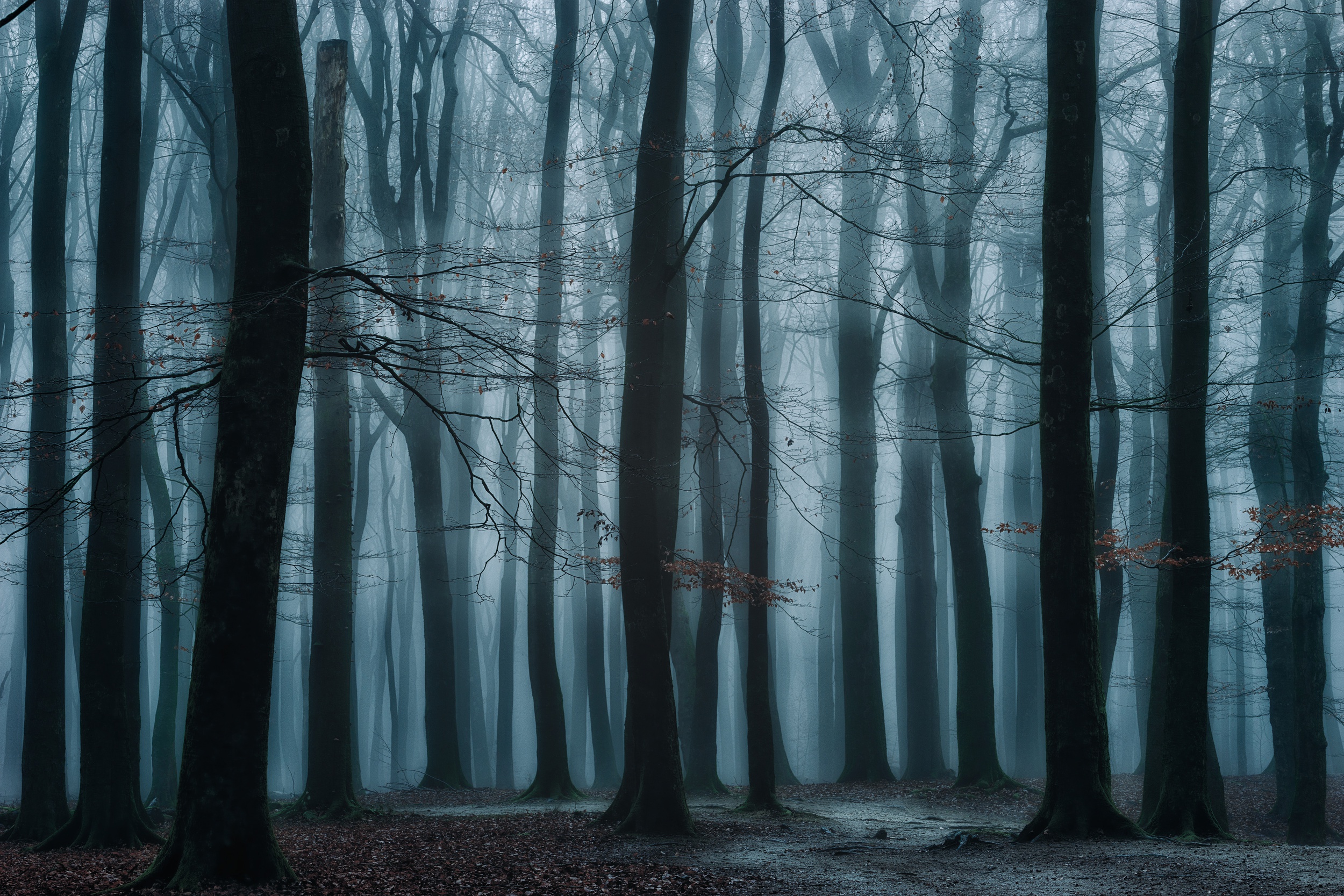 Téléchargez gratuitement l'image Forêt, Arbre, Brouillard, La Nature, Terre/nature sur le bureau de votre PC