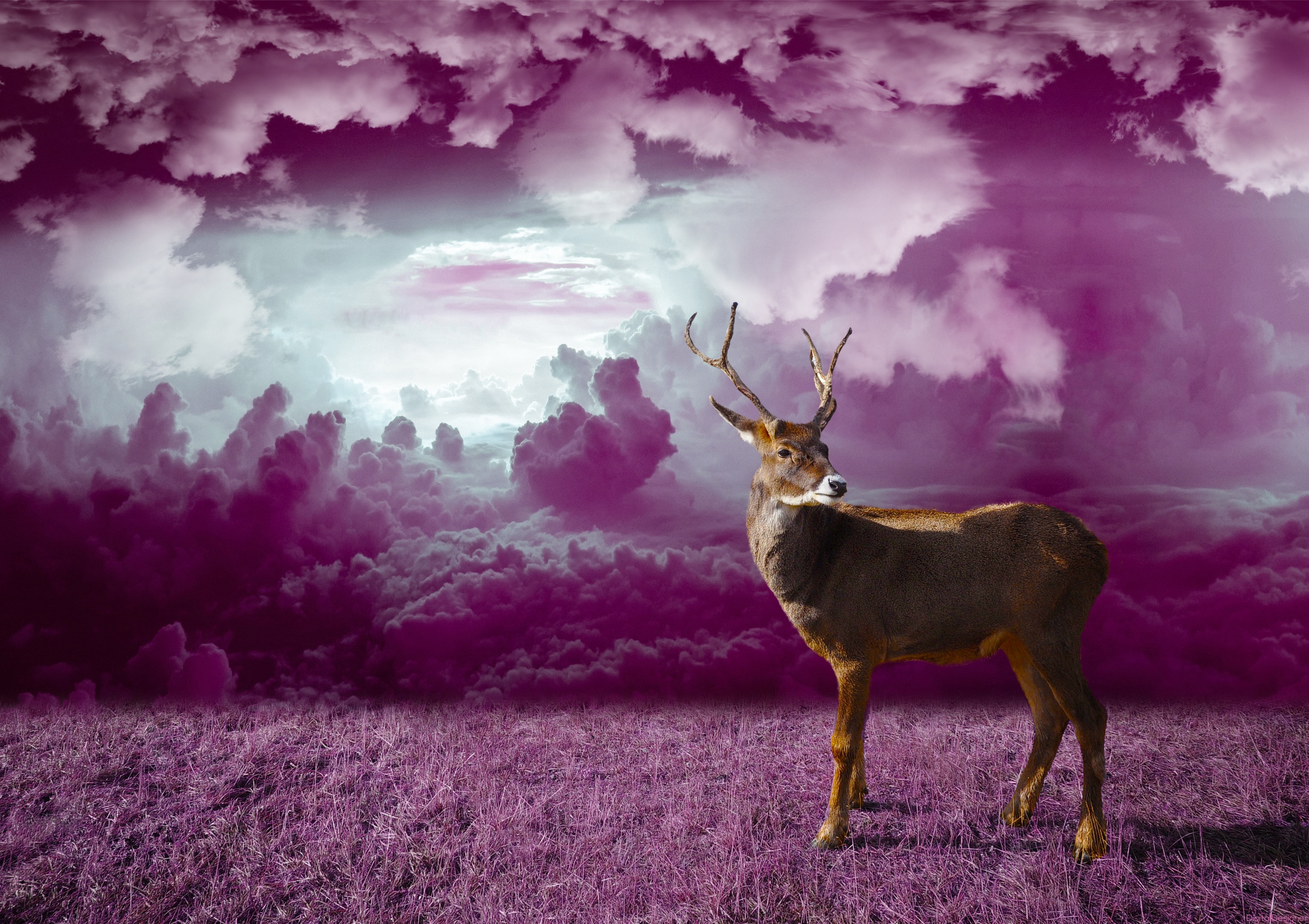 Laden Sie das Grass, Clouds, Hirsch, Tiere, Photoshop-Bild kostenlos auf Ihren PC-Desktop herunter