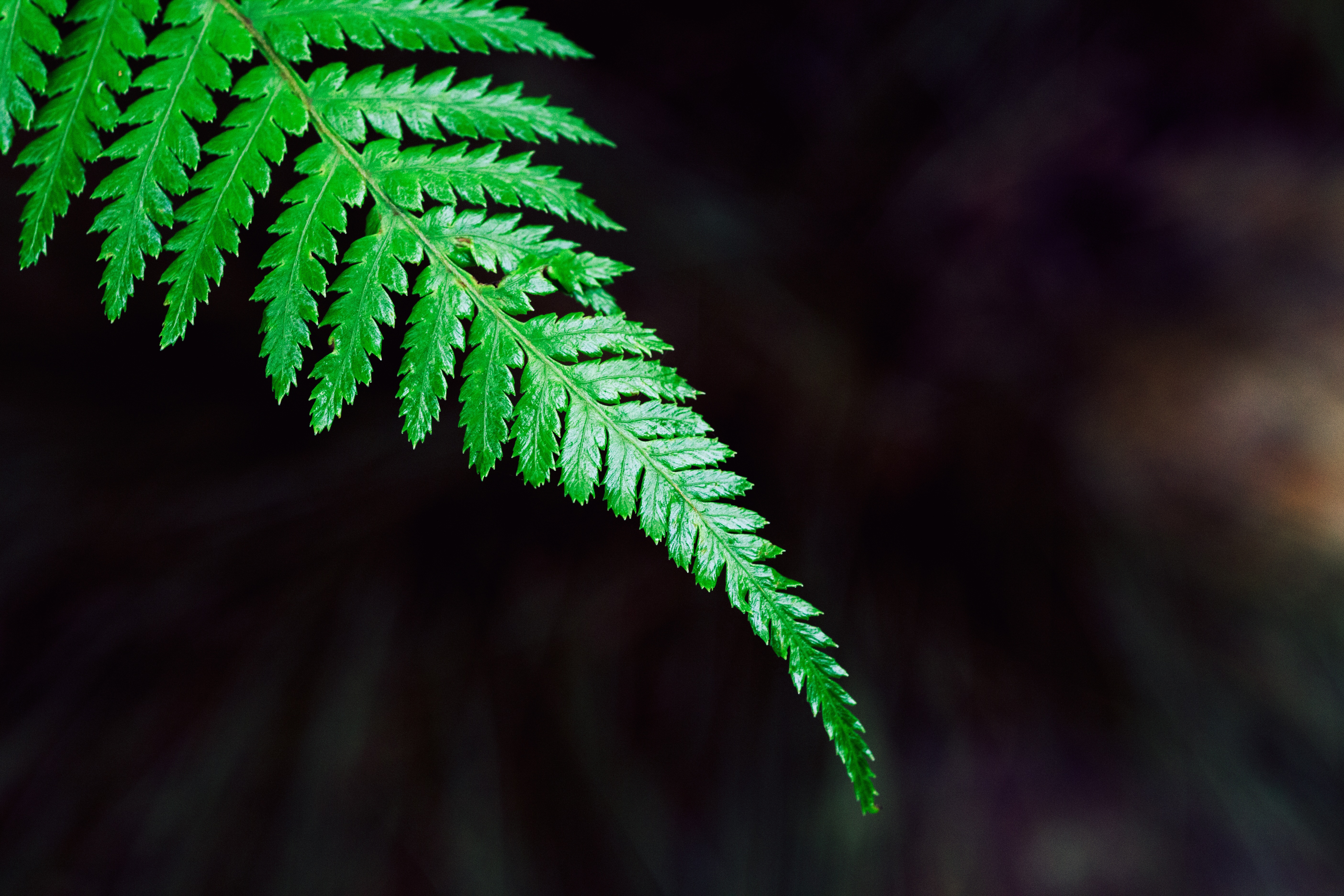 Free download wallpaper Sheet, Nature, Leaf, Plant, Fern on your PC desktop