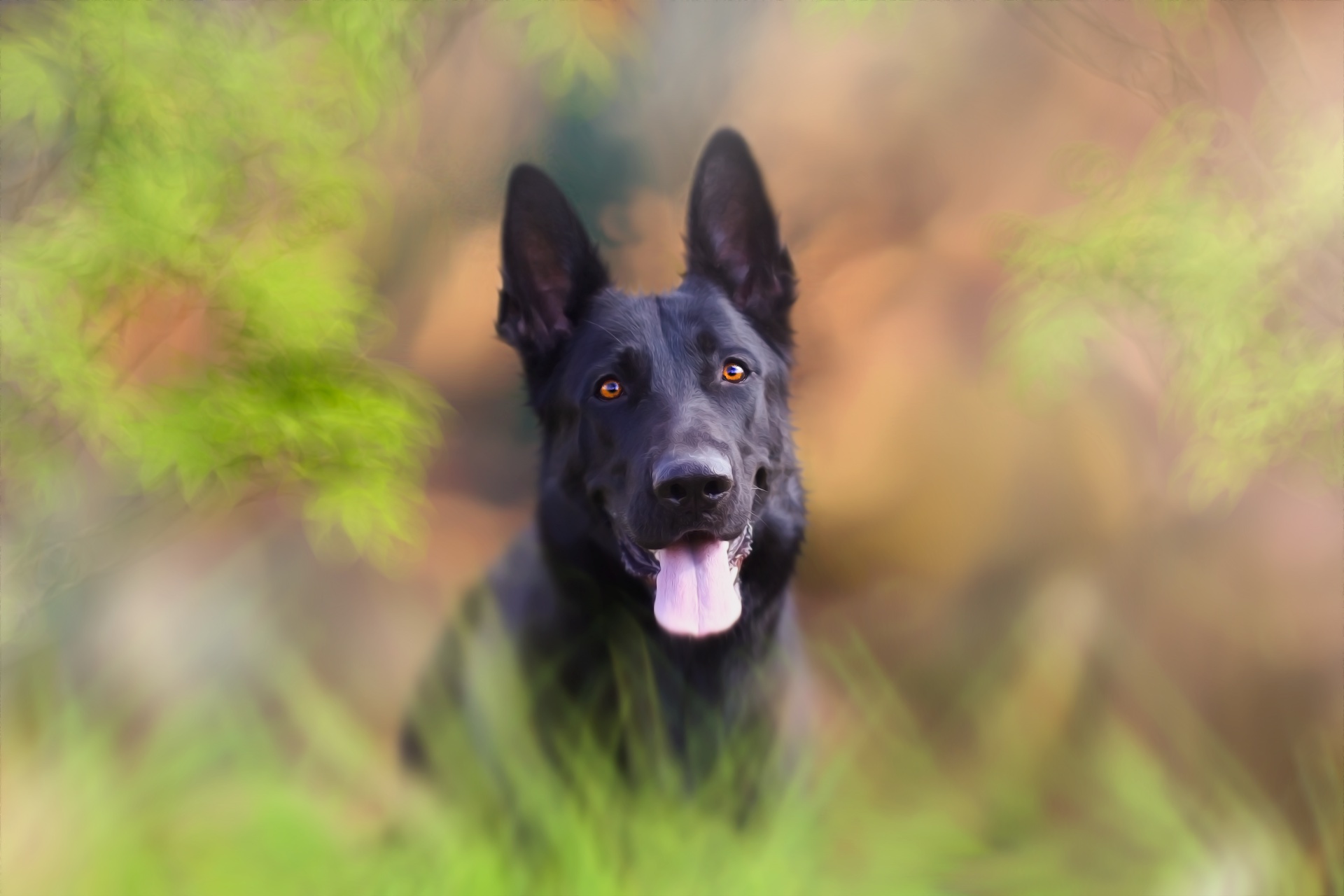 Téléchargez des papiers peints mobile Animaux, Chiens, Chien, Berger Allemand gratuitement.