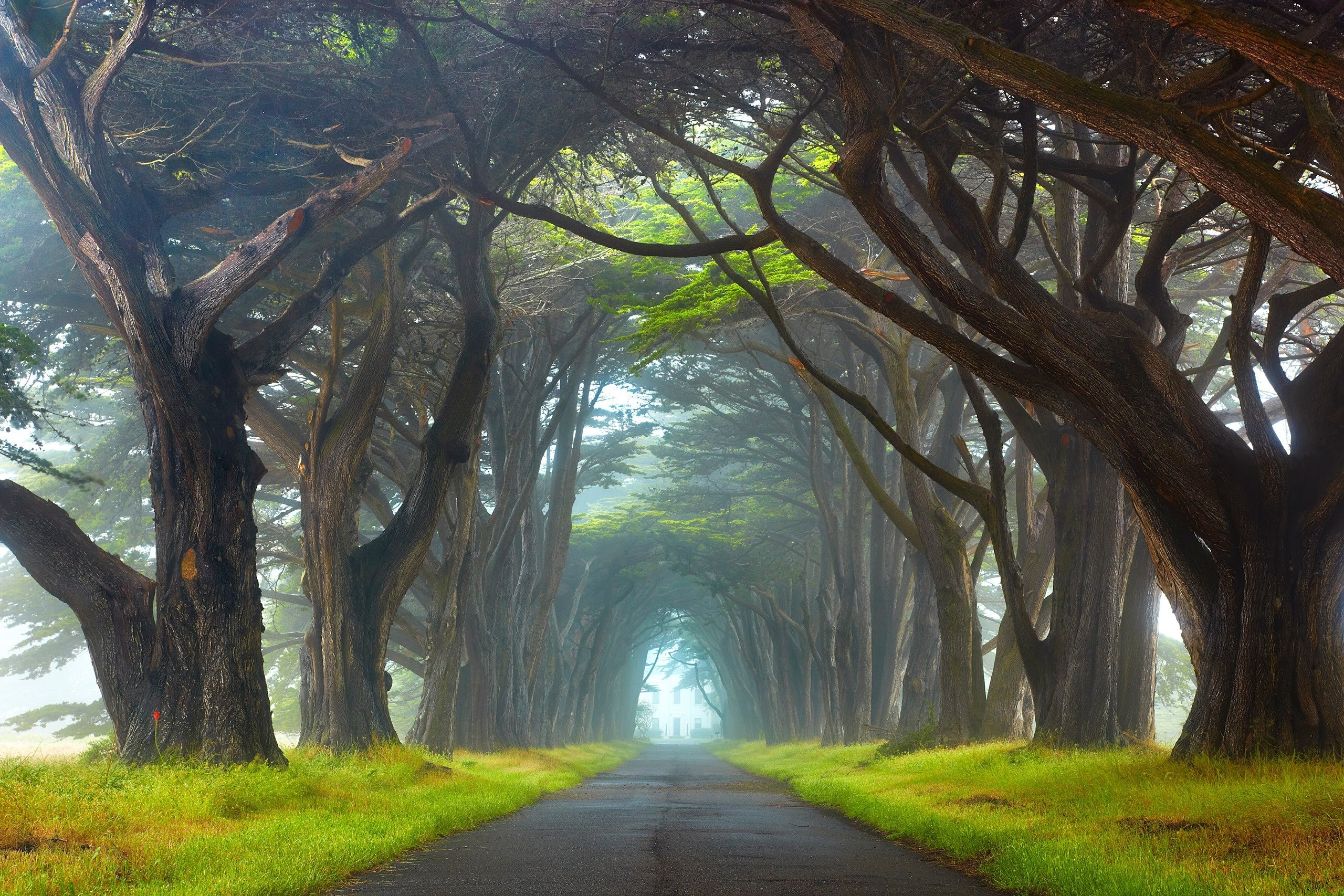 Free download wallpaper Nature, Road, Tree, Man Made, Tree Lined on your PC desktop