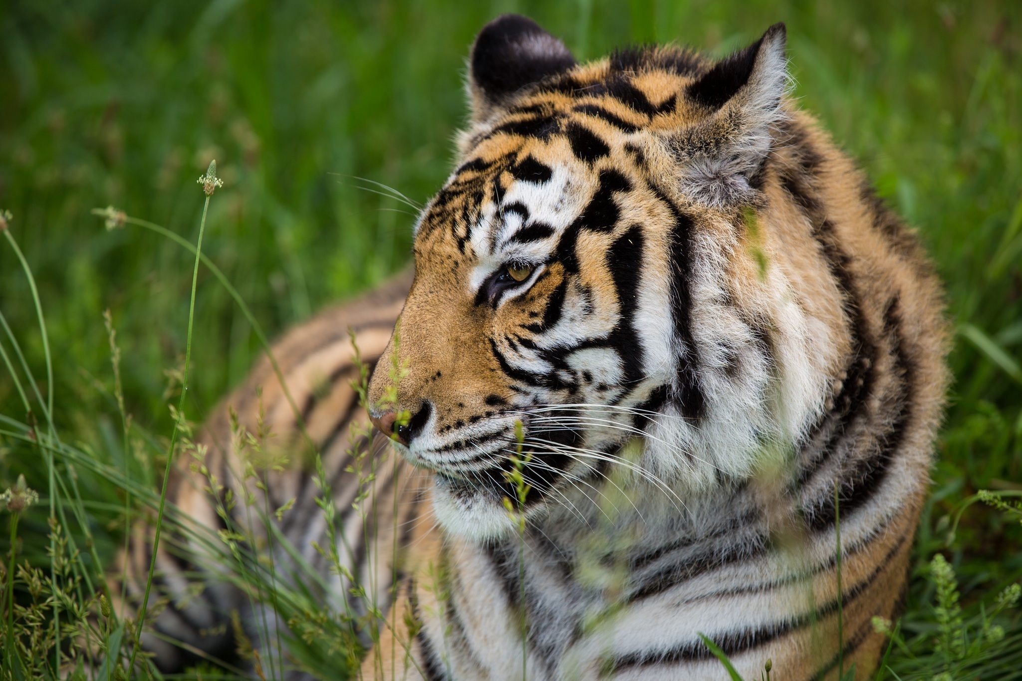 Téléchargez des papiers peints mobile Animaux, Chats, Tigre gratuitement.