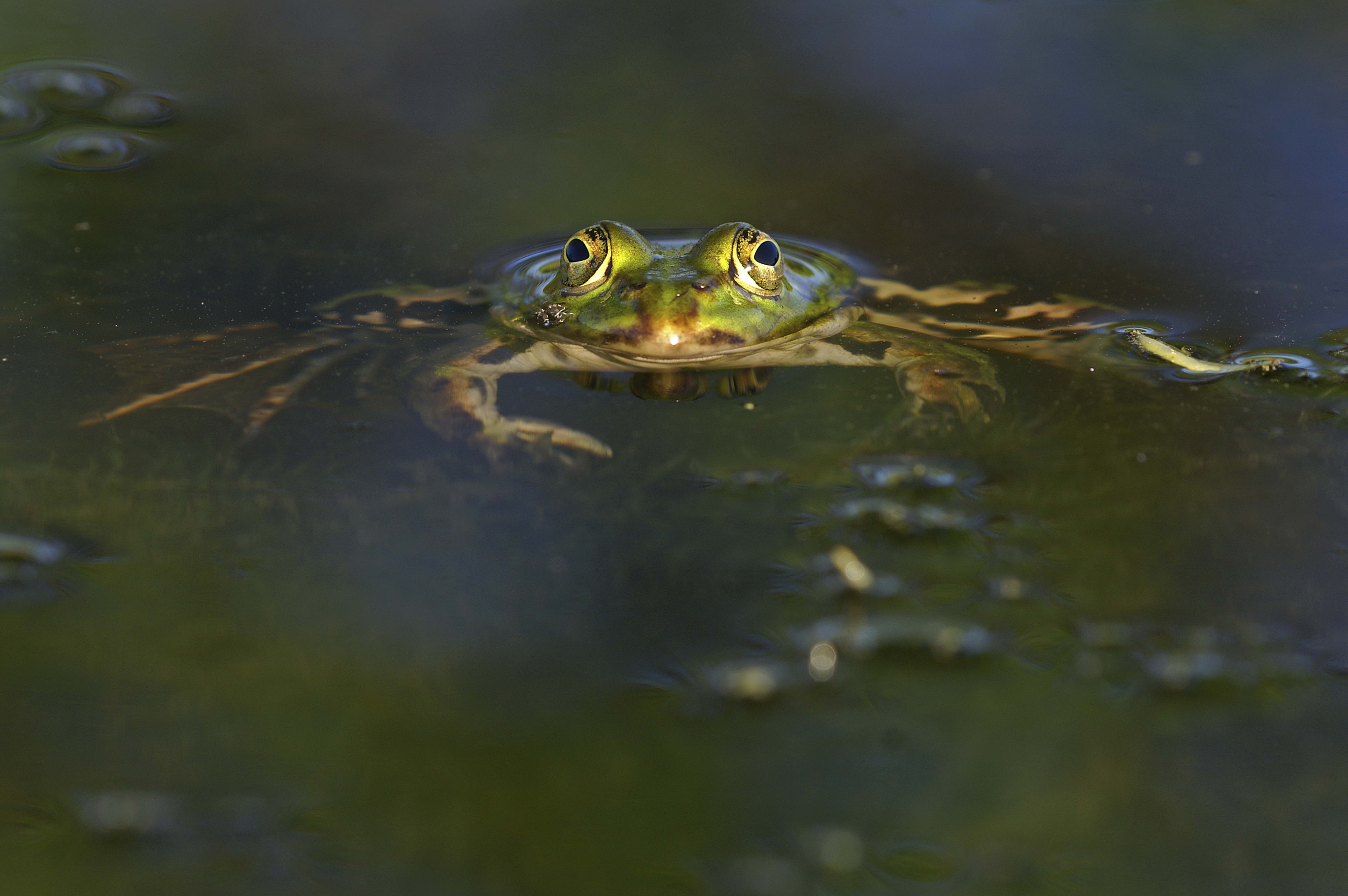 PCデスクトップに動物, 水, 目, 盆地, 蛙, カエル画像を無料でダウンロード