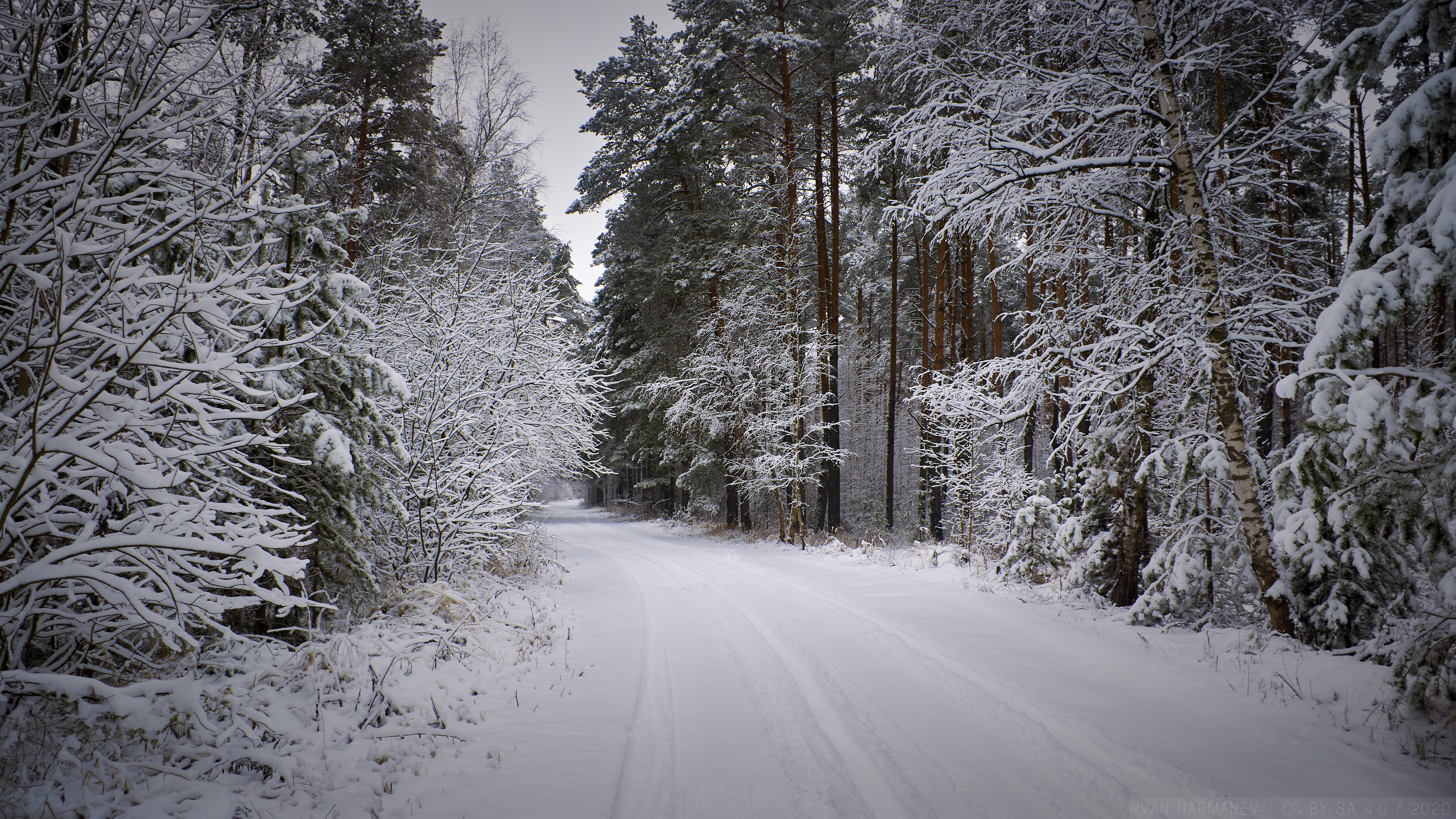 PCデスクトップに冬, 自然, 雪, 道, 雪に覆われた, 積雪, 道路, 森林, 森画像を無料でダウンロード