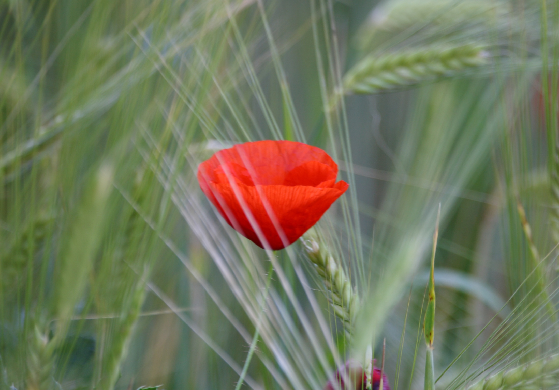 Download mobile wallpaper Poppy, Flowers, Earth for free.