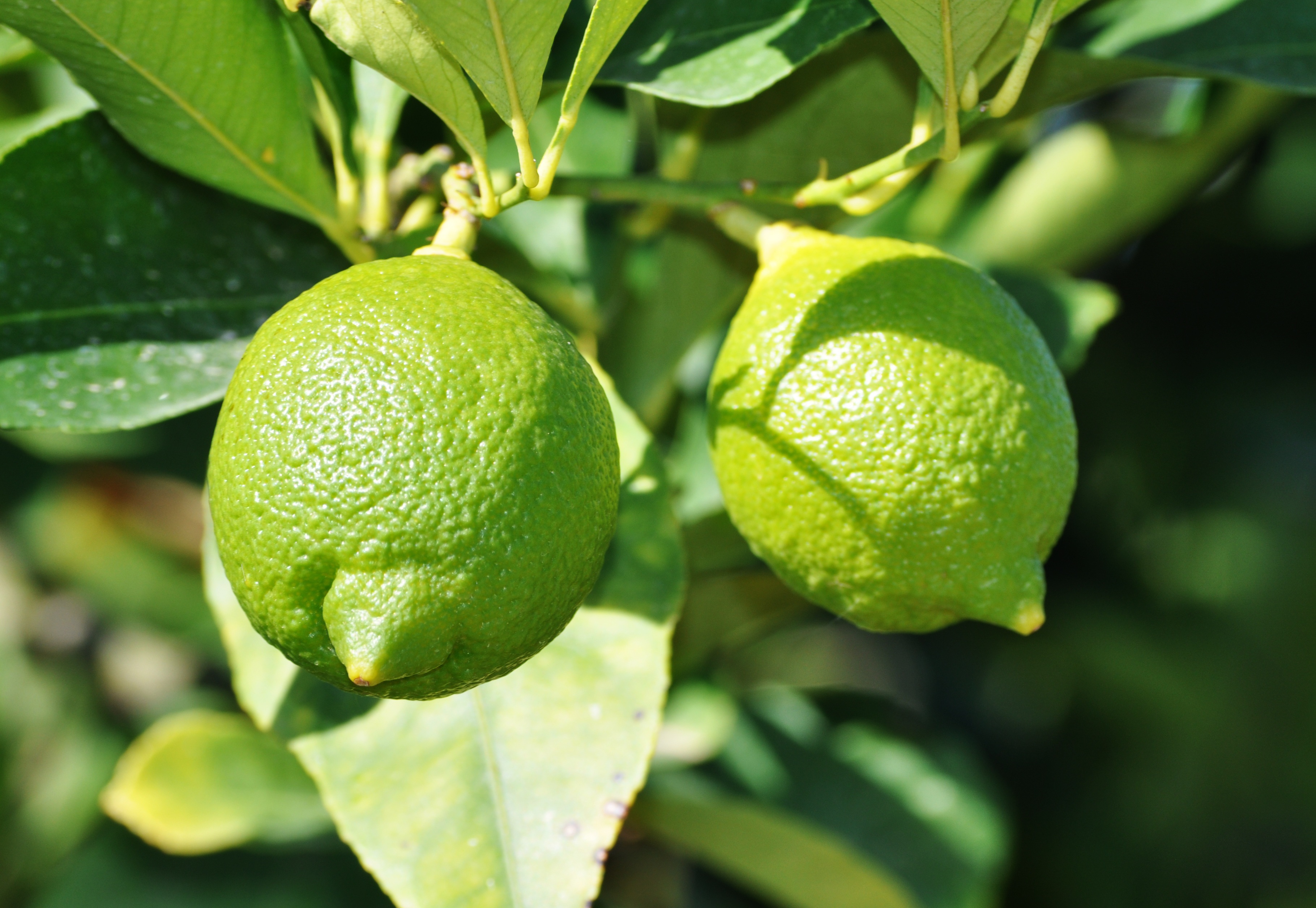 citrus, food, lime, branches, fruit Full HD