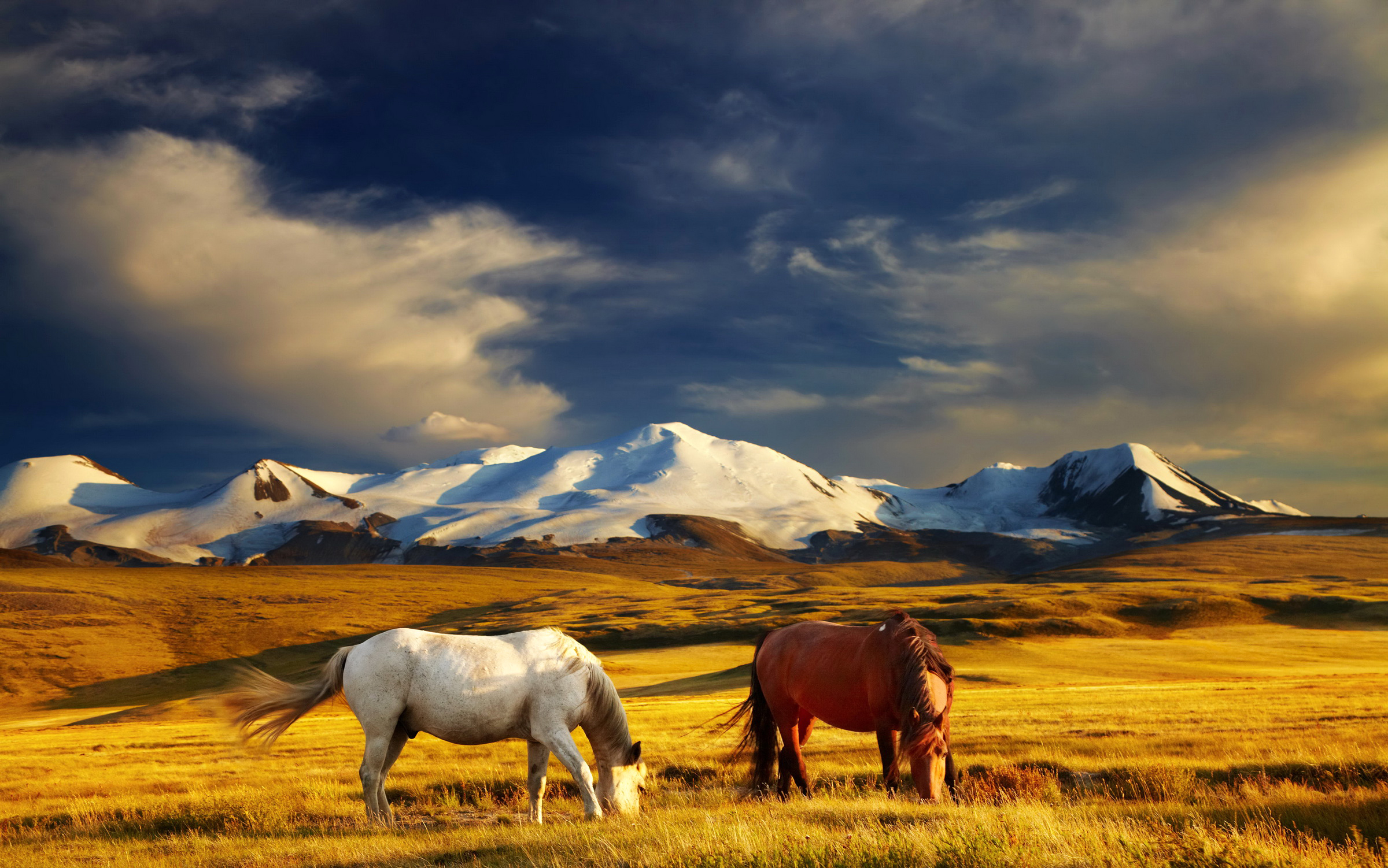 Скачать обои бесплатно Животные, Гора, Поле, Лошадь, Ландшафт картинка на рабочий стол ПК