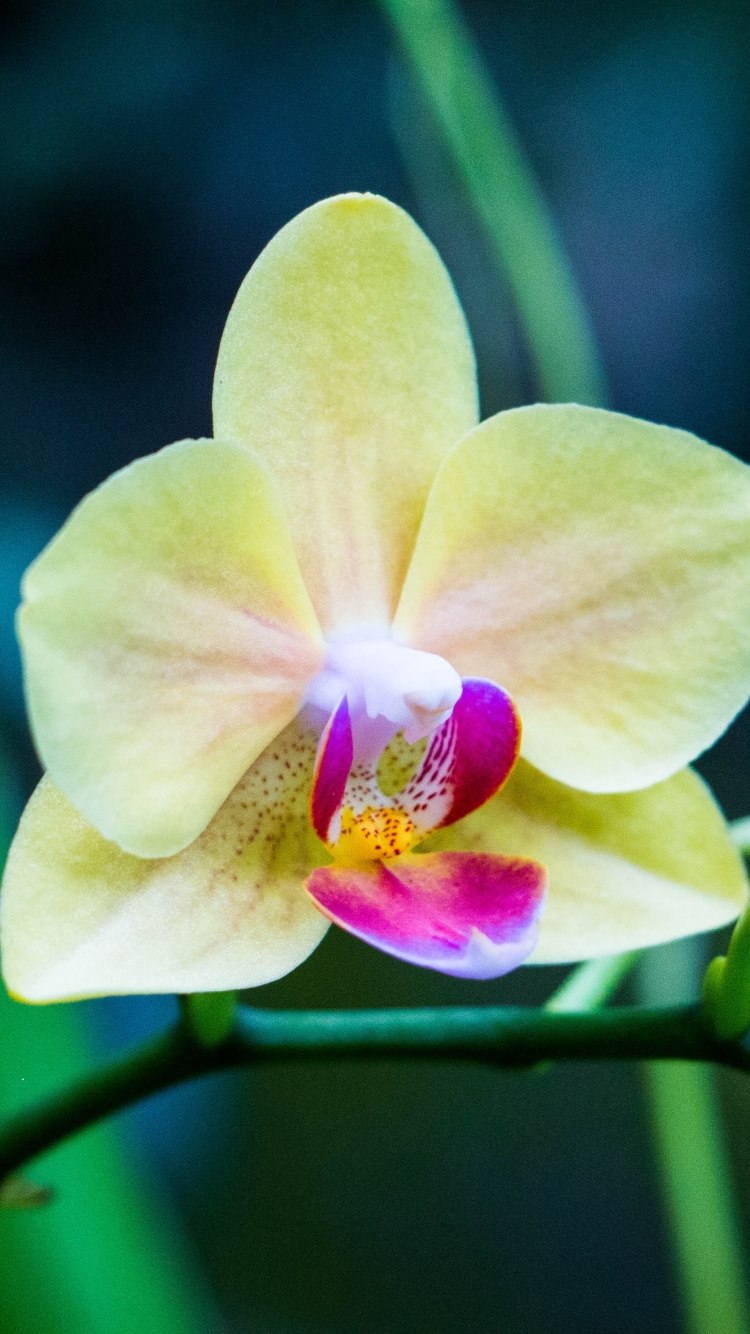 Download mobile wallpaper Nature, Flowers, Flower, Earth, Orchid, Yellow Flower for free.