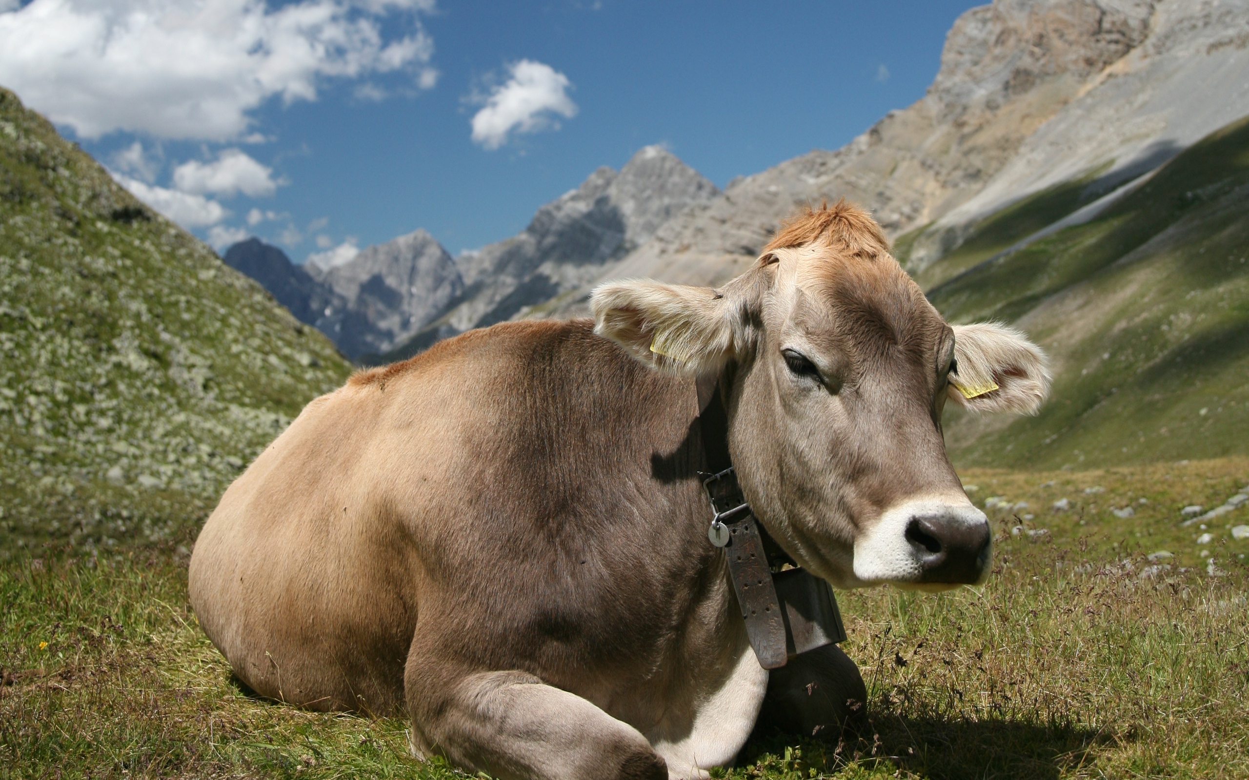 Laden Sie das Tiere, Kuh-Bild kostenlos auf Ihren PC-Desktop herunter