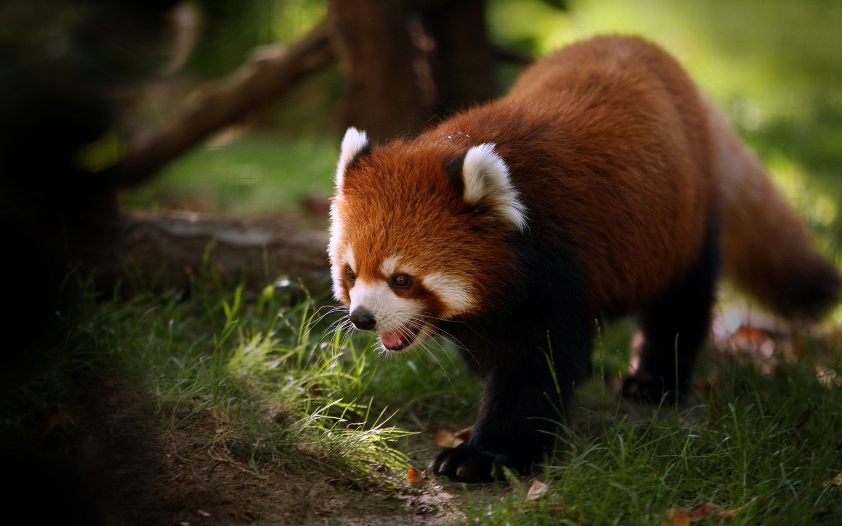 Handy-Wallpaper Tiere, Kleiner Panda kostenlos herunterladen.