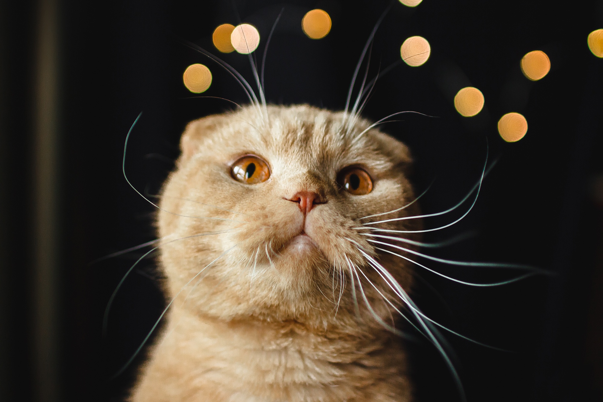 Download mobile wallpaper Cats, Cat, Animal, Bokeh for free.