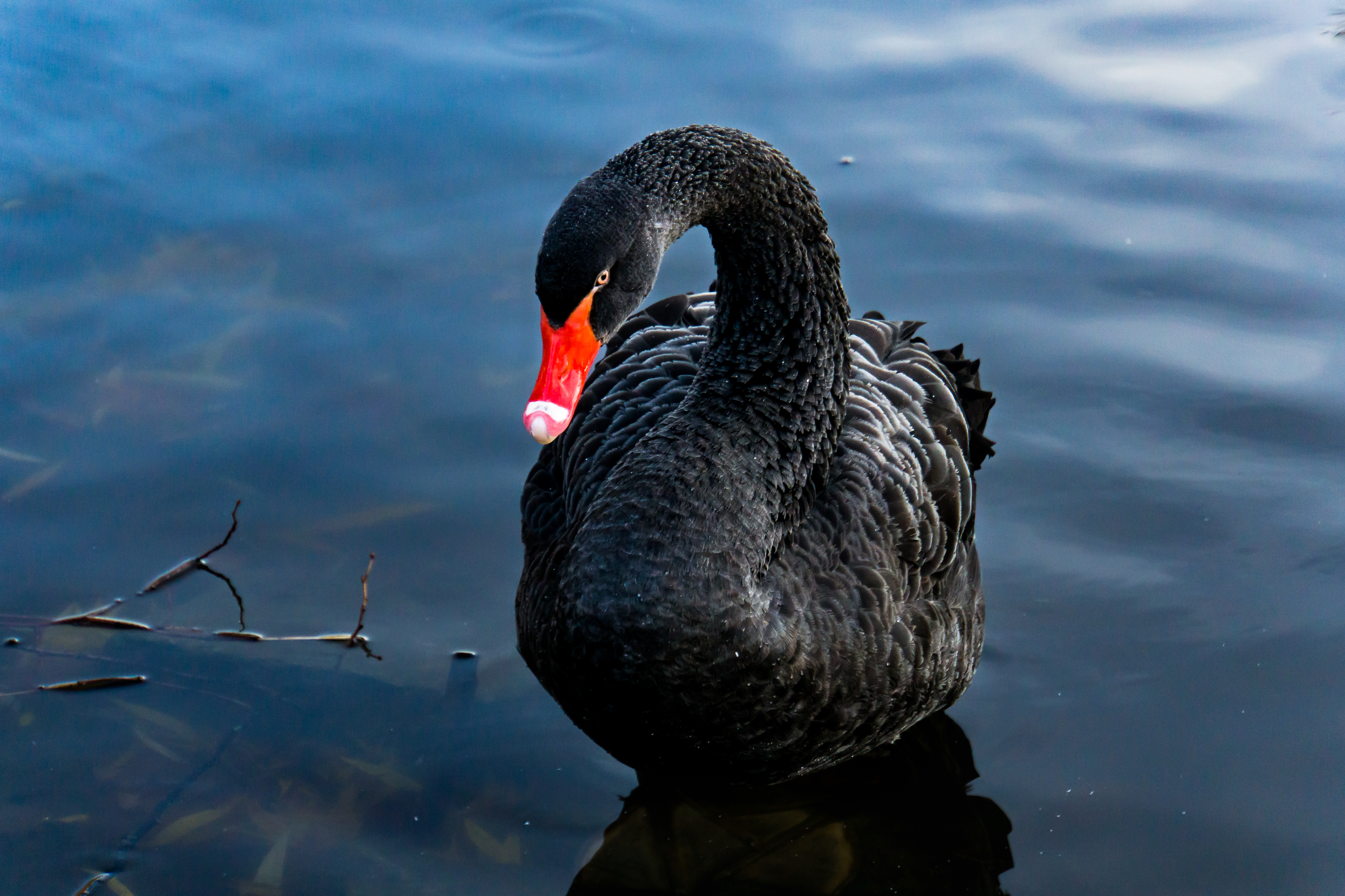 black, animals, lake, bird, to swim, swim, swan Full HD