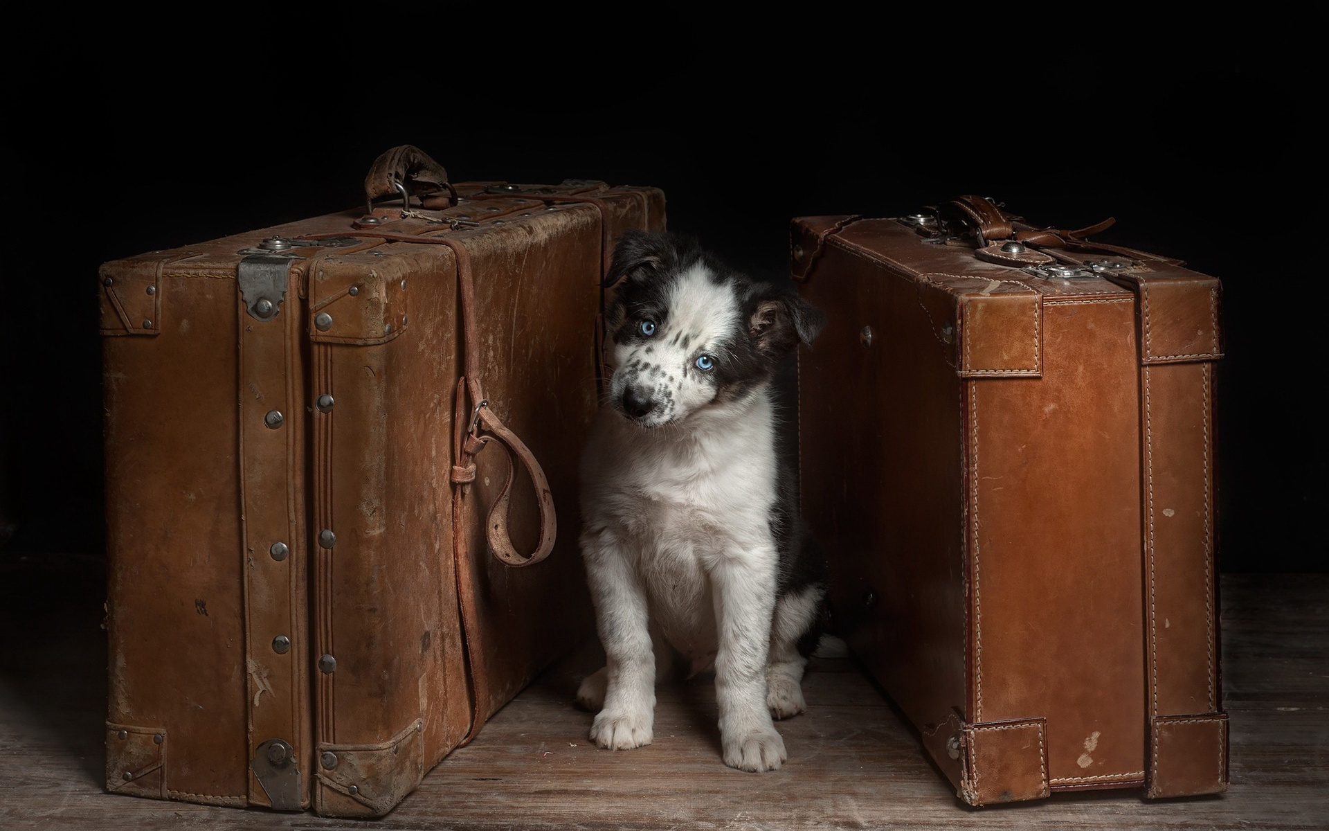 animal, dog, cute, puppy, suitcase, dogs