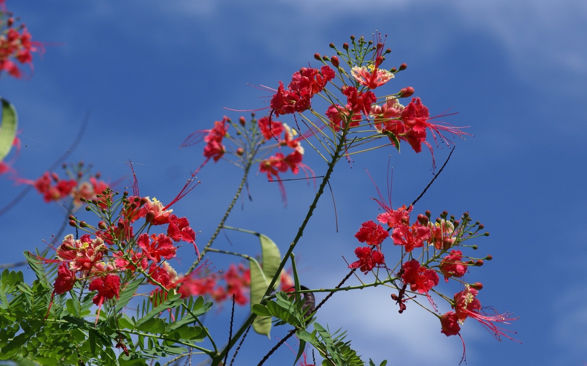 Baixe gratuitamente a imagem Flores, Flor, Terra/natureza na área de trabalho do seu PC