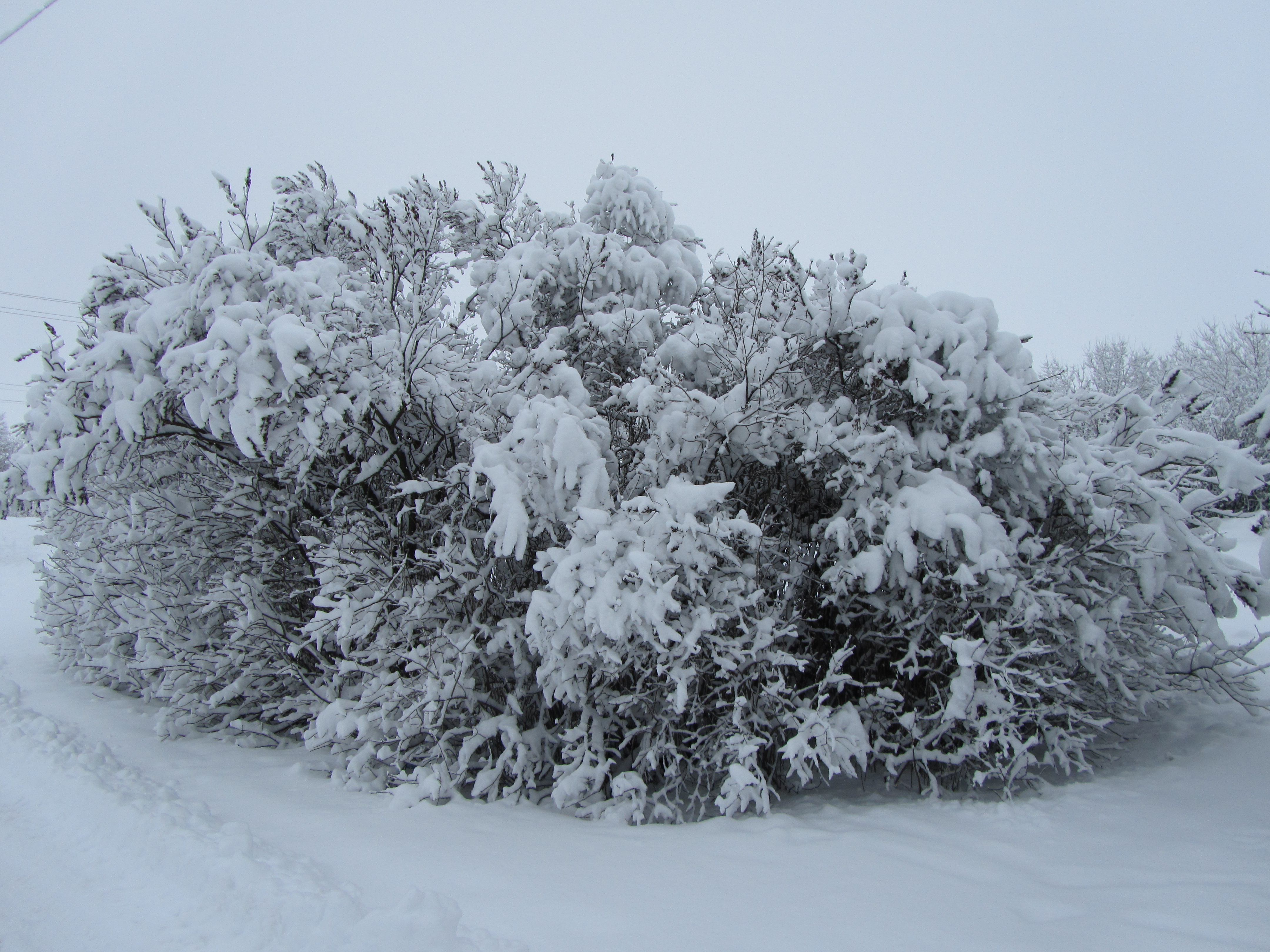 Baixe gratuitamente a imagem Inverno, Terra/natureza na área de trabalho do seu PC