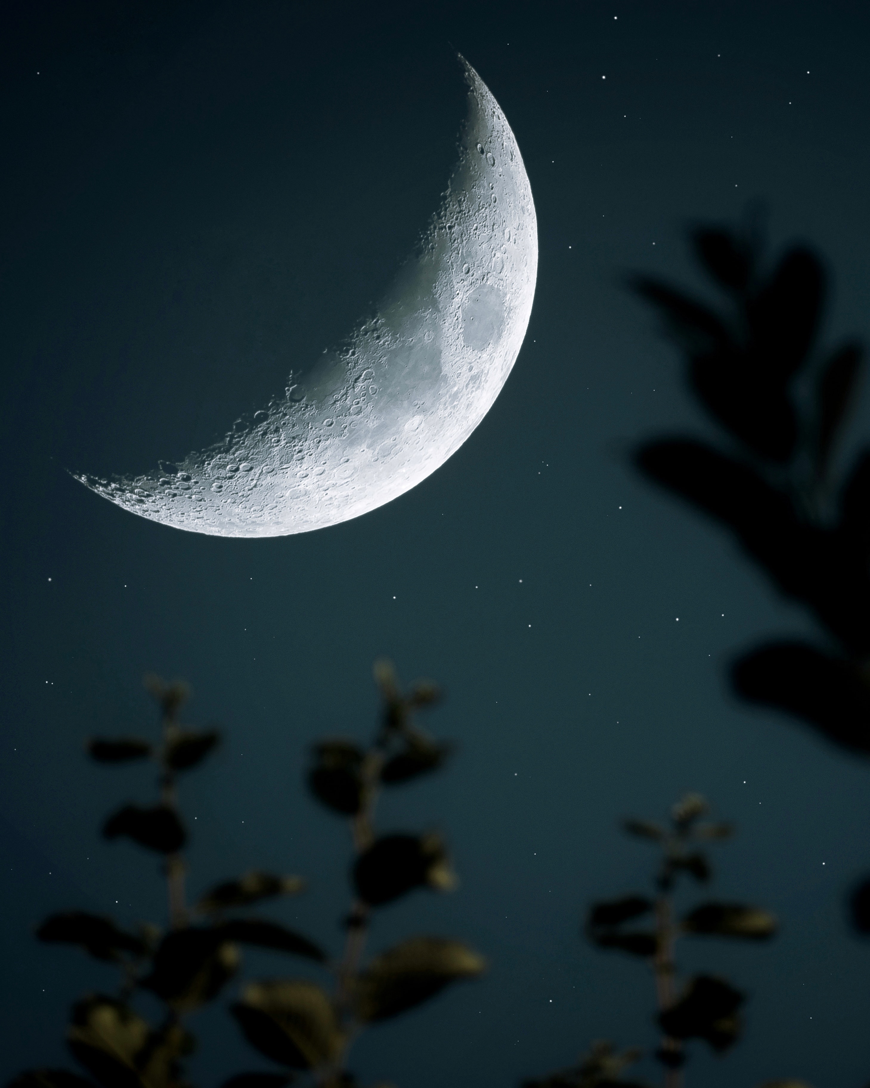 82549 descargar fondo de pantalla naturaleza, luna, cielo estrellado, rama, cráter: protectores de pantalla e imágenes gratis