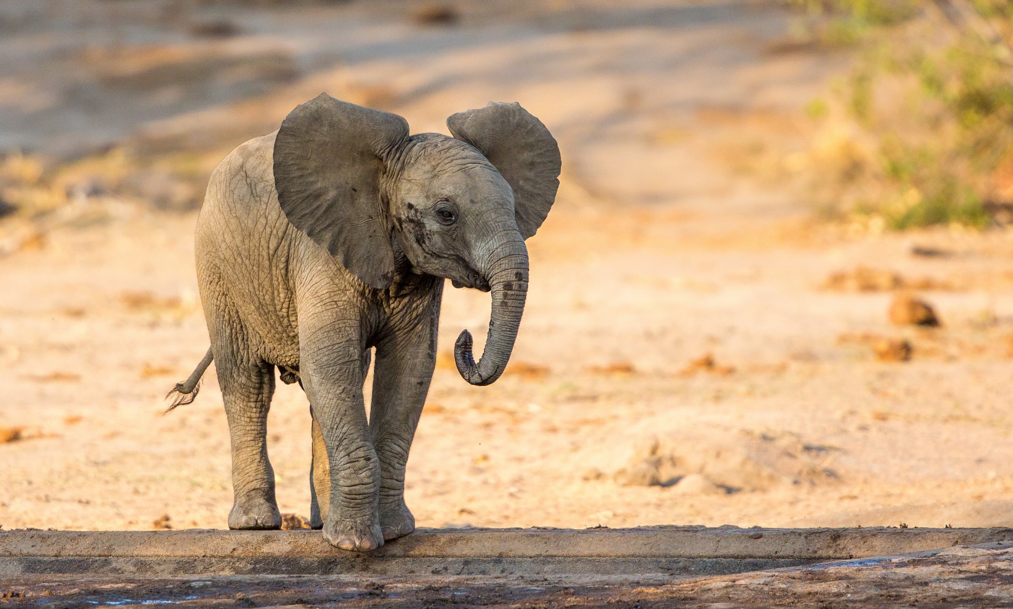 Laden Sie das Tiere, Elefanten, Afrikanischer Elefant, Tierbaby-Bild kostenlos auf Ihren PC-Desktop herunter