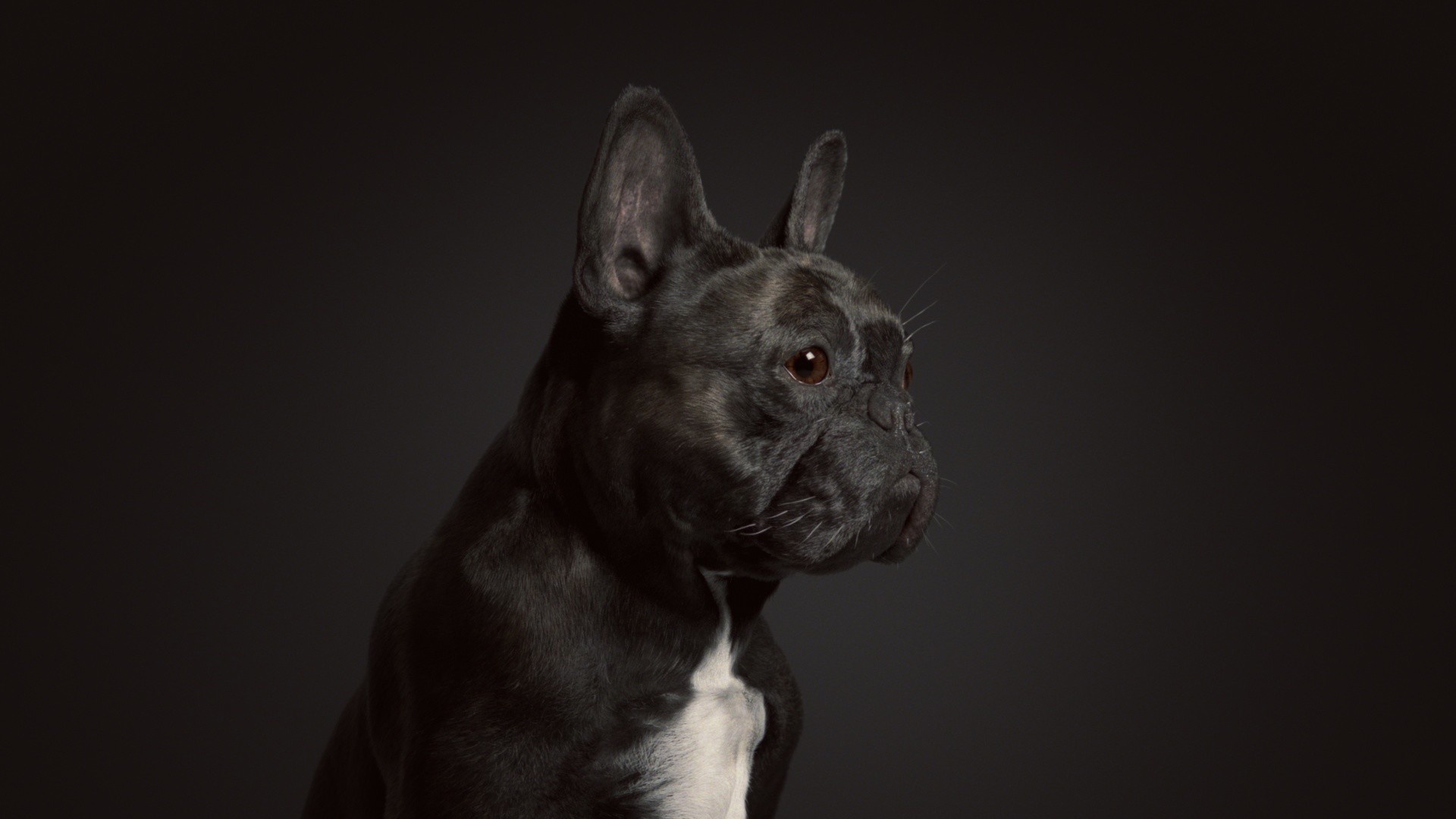 Download mobile wallpaper Dogs, Dog, Animal, French Bulldog for free.
