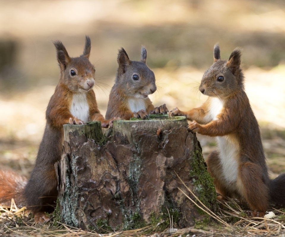 Laden Sie das Tiere, Eichhörnchen, Stumpf-Bild kostenlos auf Ihren PC-Desktop herunter