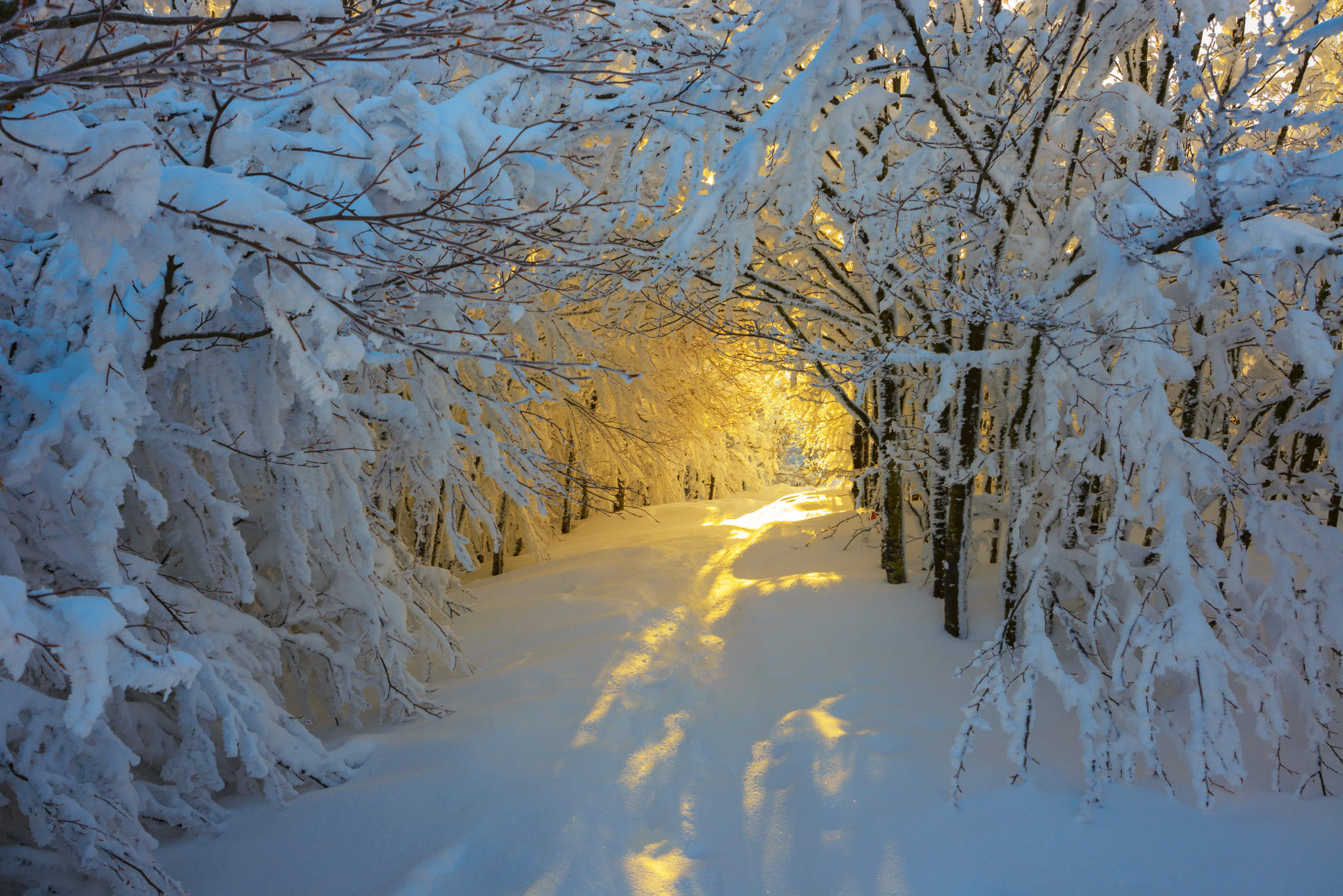 Download mobile wallpaper Winter, Snow, Light, Tree, Earth, Path, Sunlight, Tunnel for free.