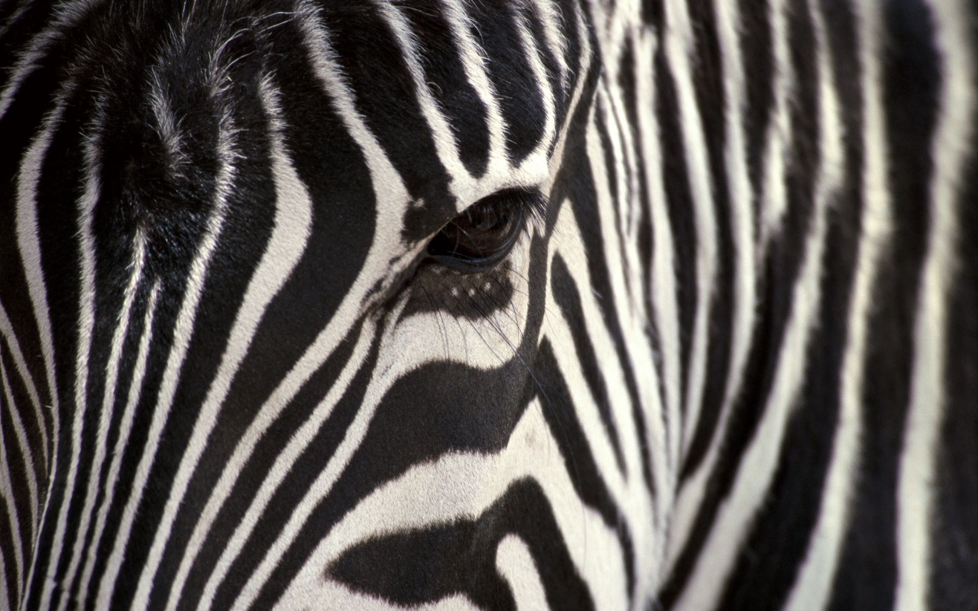 151194 baixar papel de parede zebra, animais, olhos, olho, listras, estrias - protetores de tela e imagens gratuitamente