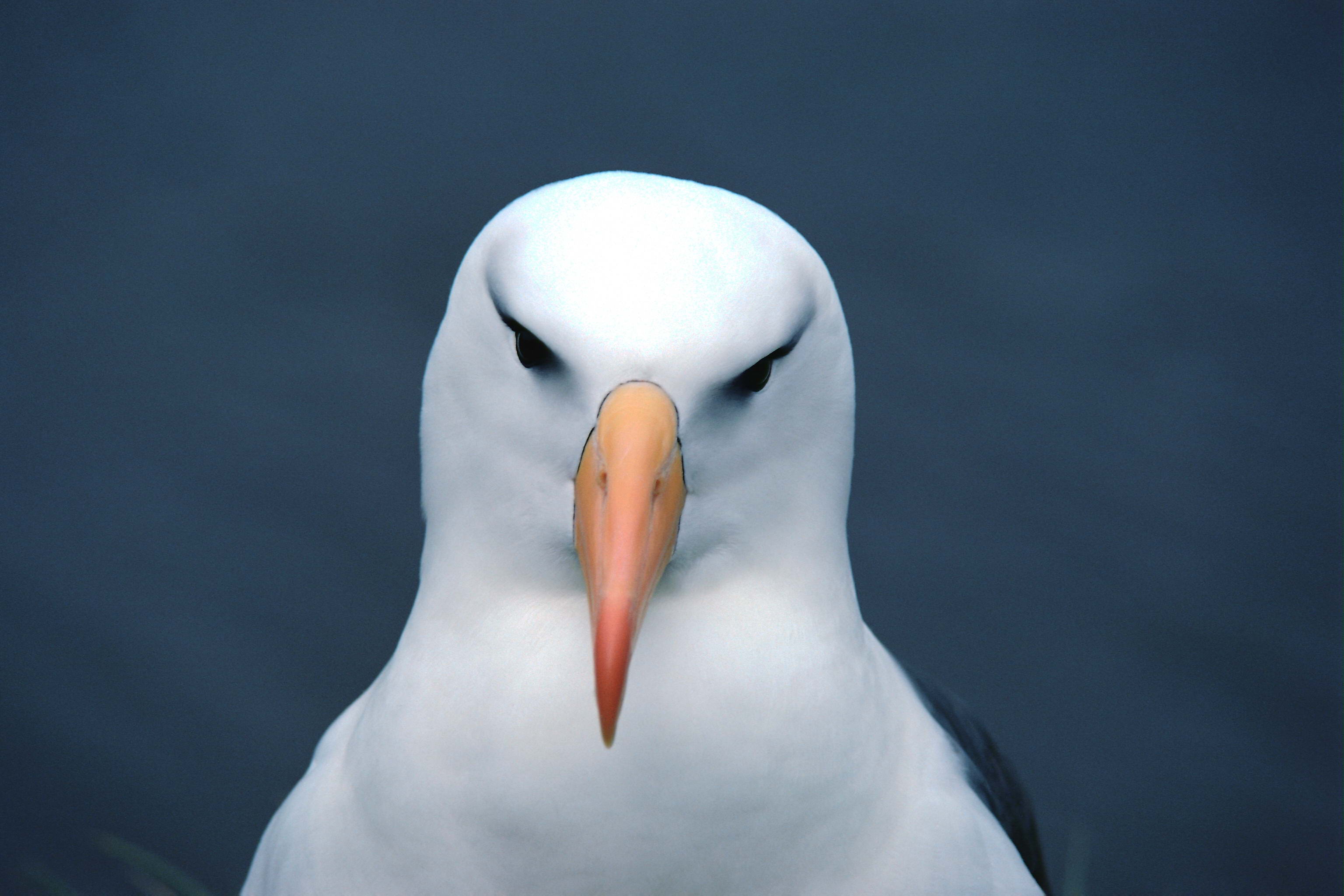 276335 télécharger l'image animaux, albatros, oiseau, des oiseaux - fonds d'écran et économiseurs d'écran gratuits