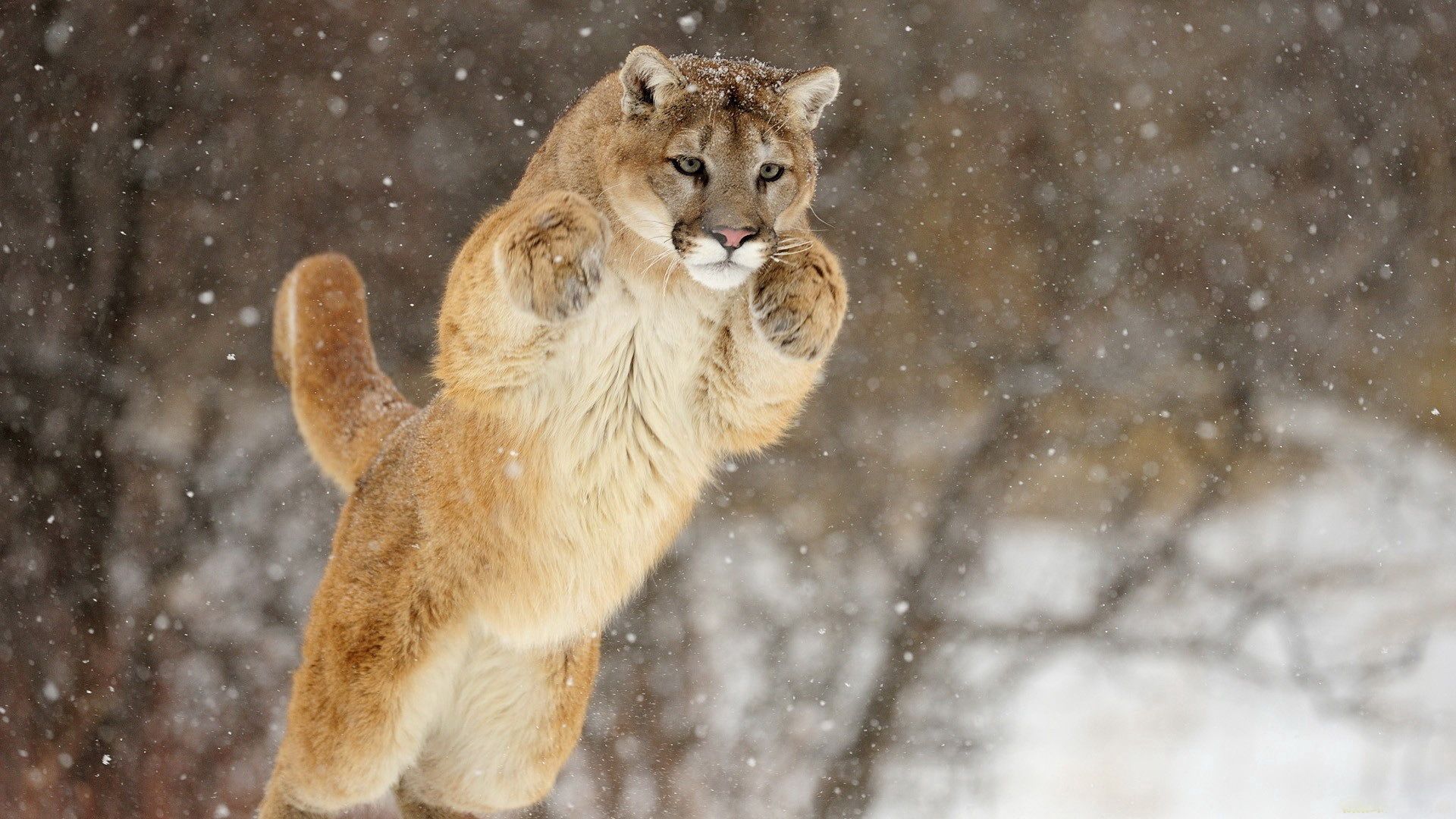 Handy-Wallpaper Puma, Schnee, Prallen, Winter, Springen, Tiere kostenlos herunterladen.