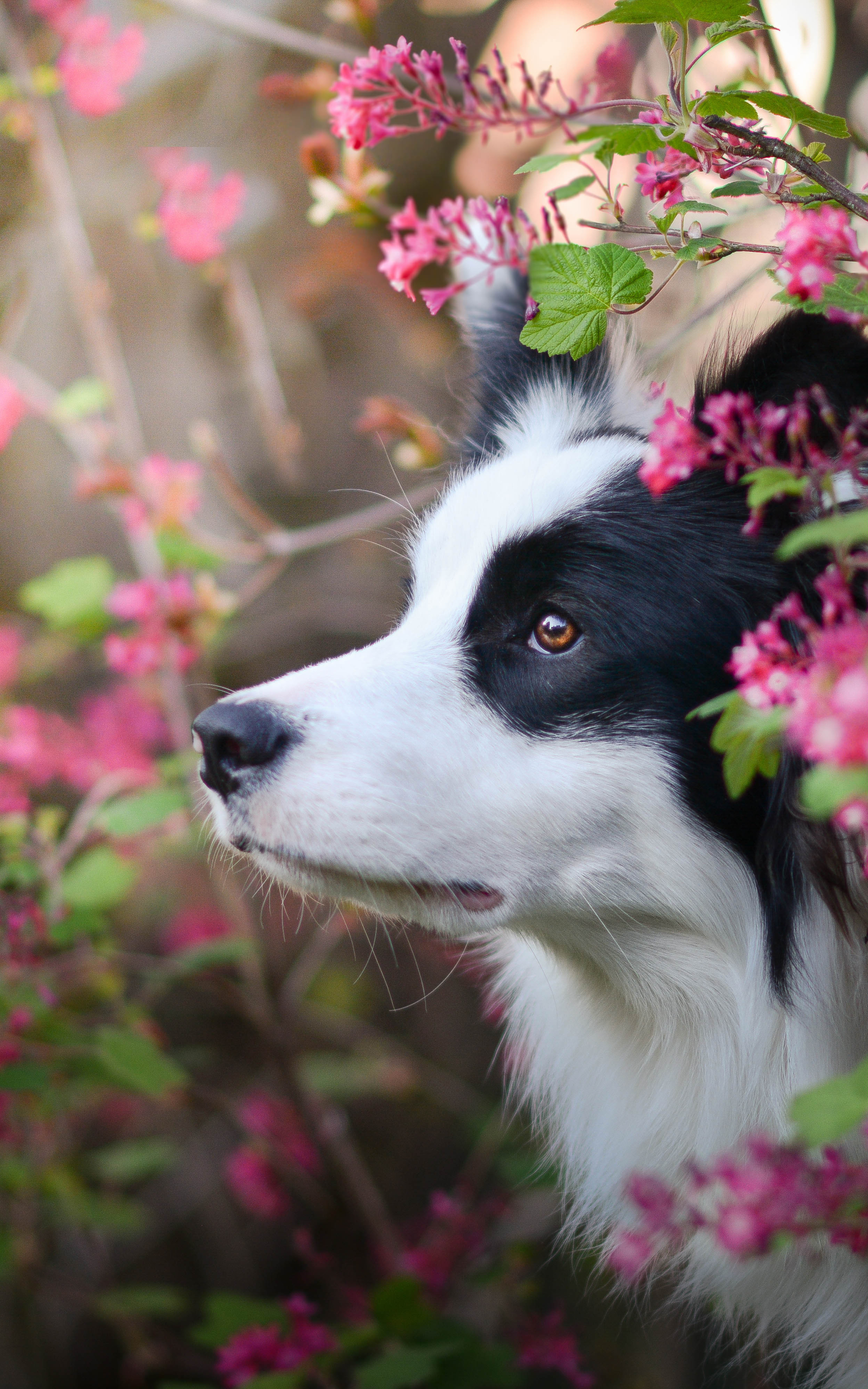 PCデスクトップに動物, 犬, 可愛い, ボーダーコリー画像を無料でダウンロード