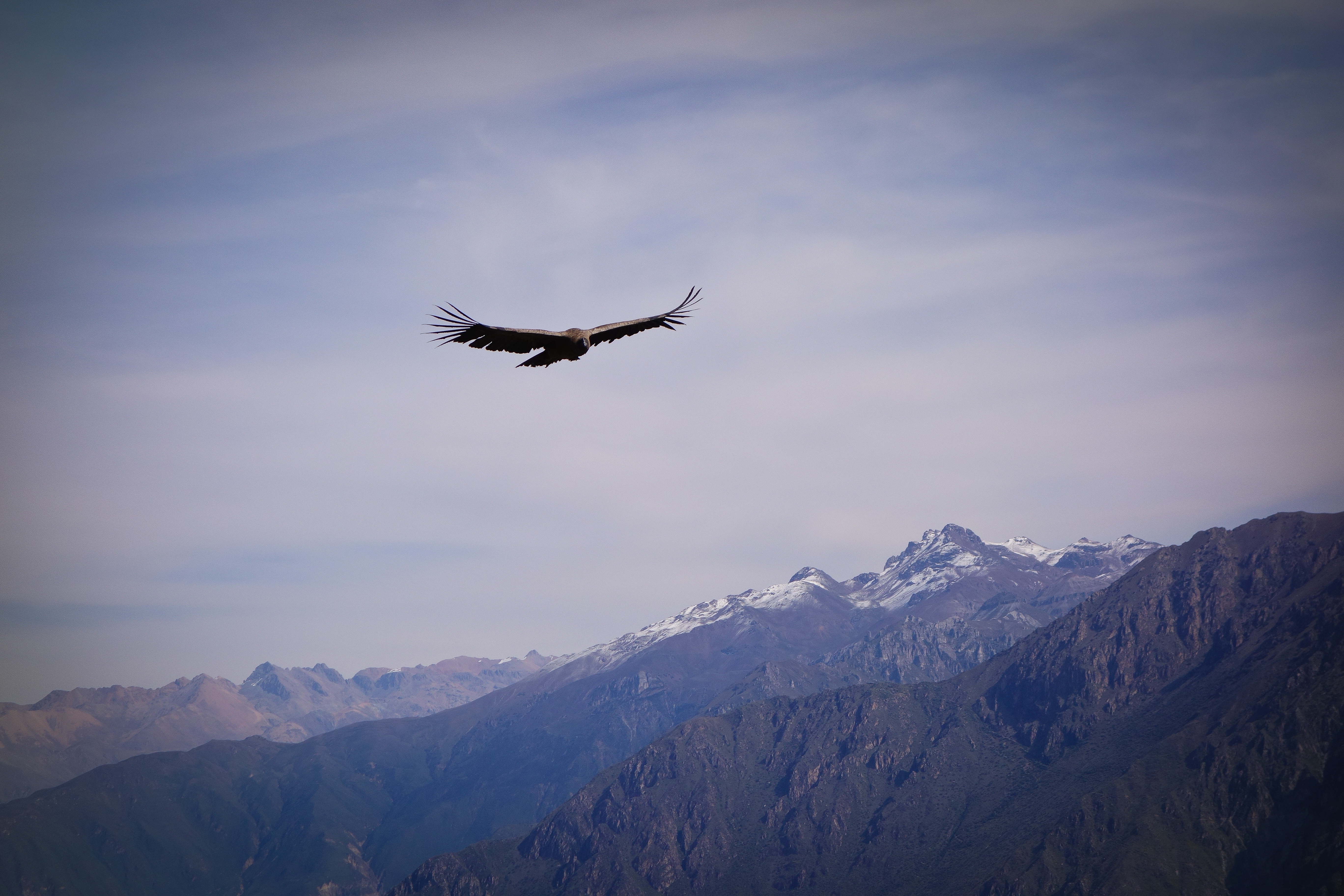 56350 скачать картинку орел, крылья, животные, небо, скалы, птица, полет - обои и заставки бесплатно