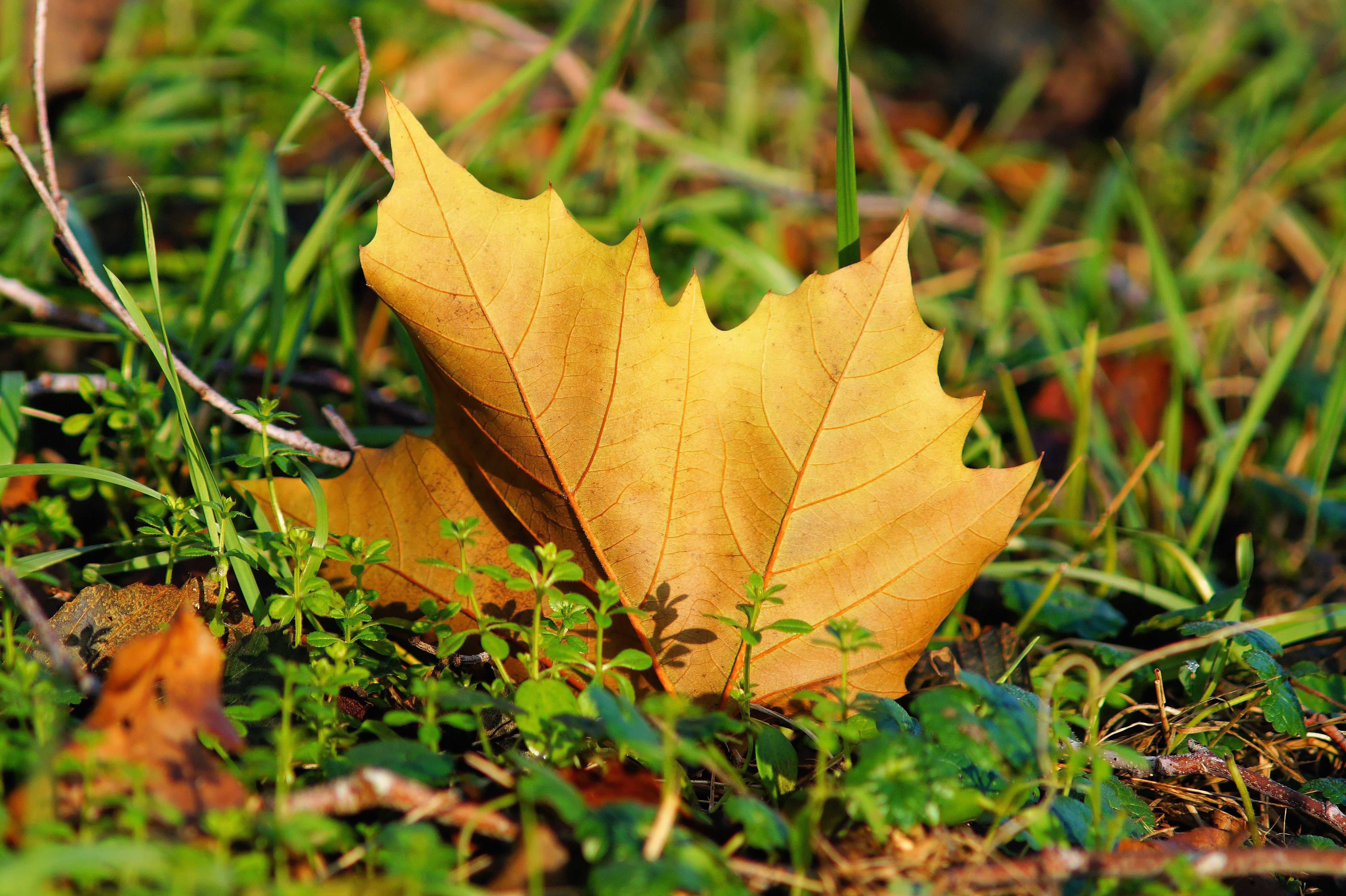 maple, sheet, nature, grass, leaf
