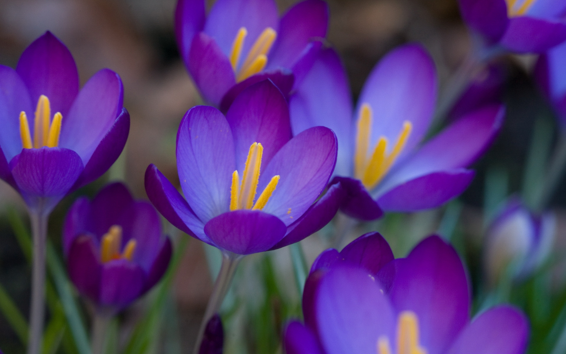 Téléchargez gratuitement l'image Fleurs, Fleur, Terre/nature sur le bureau de votre PC