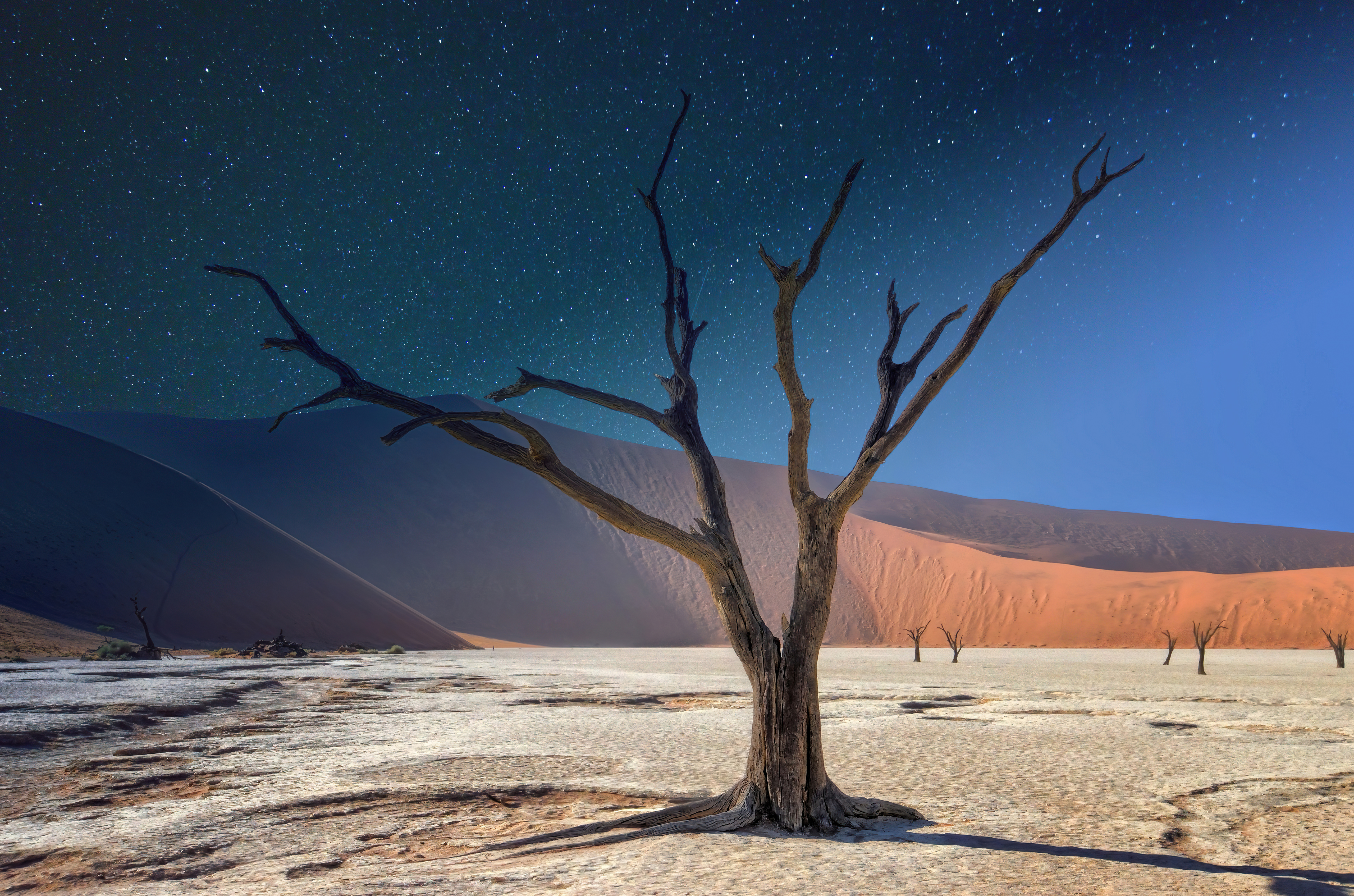 Download mobile wallpaper Sand, Desert, Earth, Dead Tree for free.