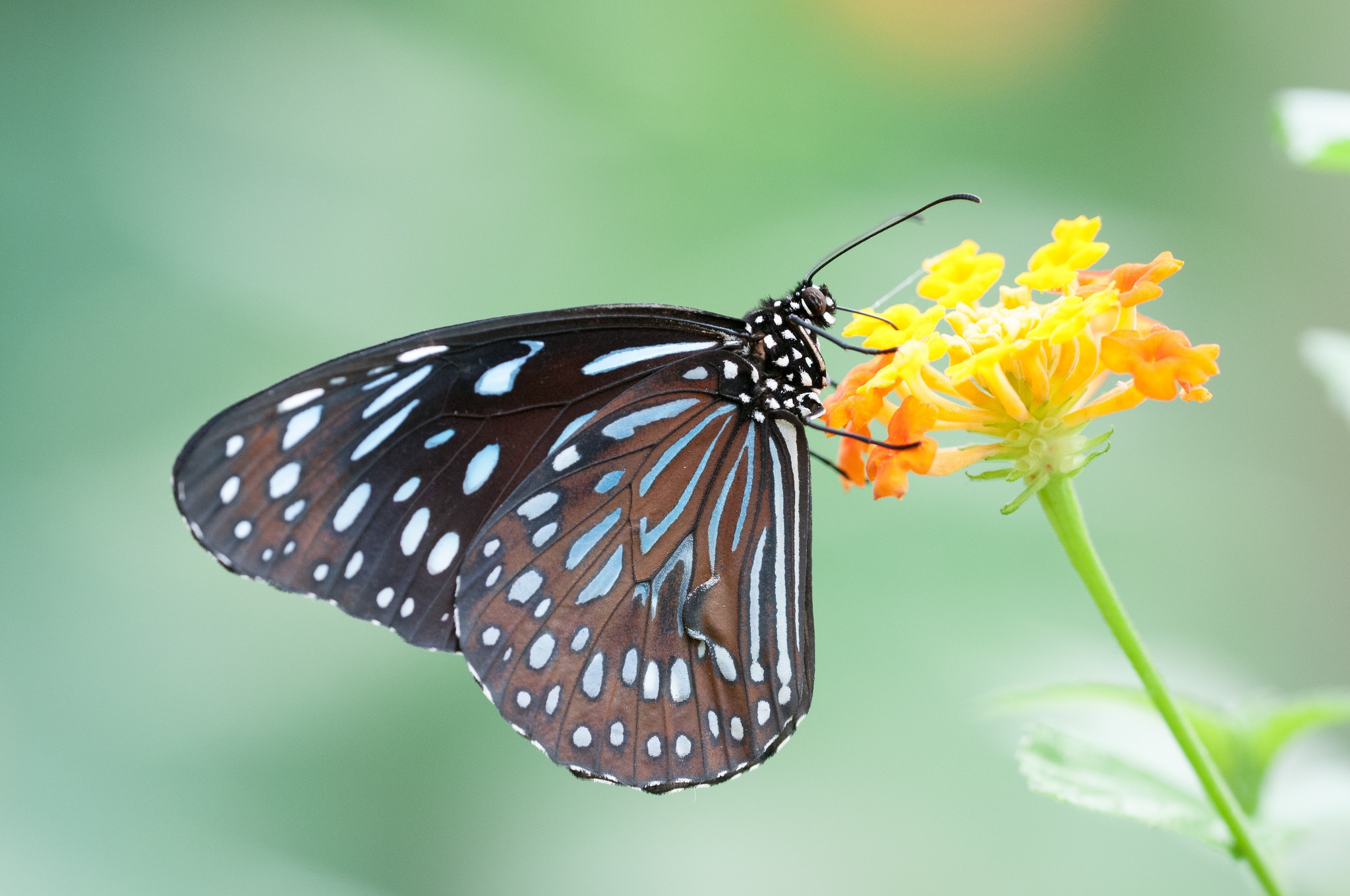 Descarga gratuita de fondo de pantalla para móvil de Animales, Flor, Insecto, Mariposa, Macrofotografía.