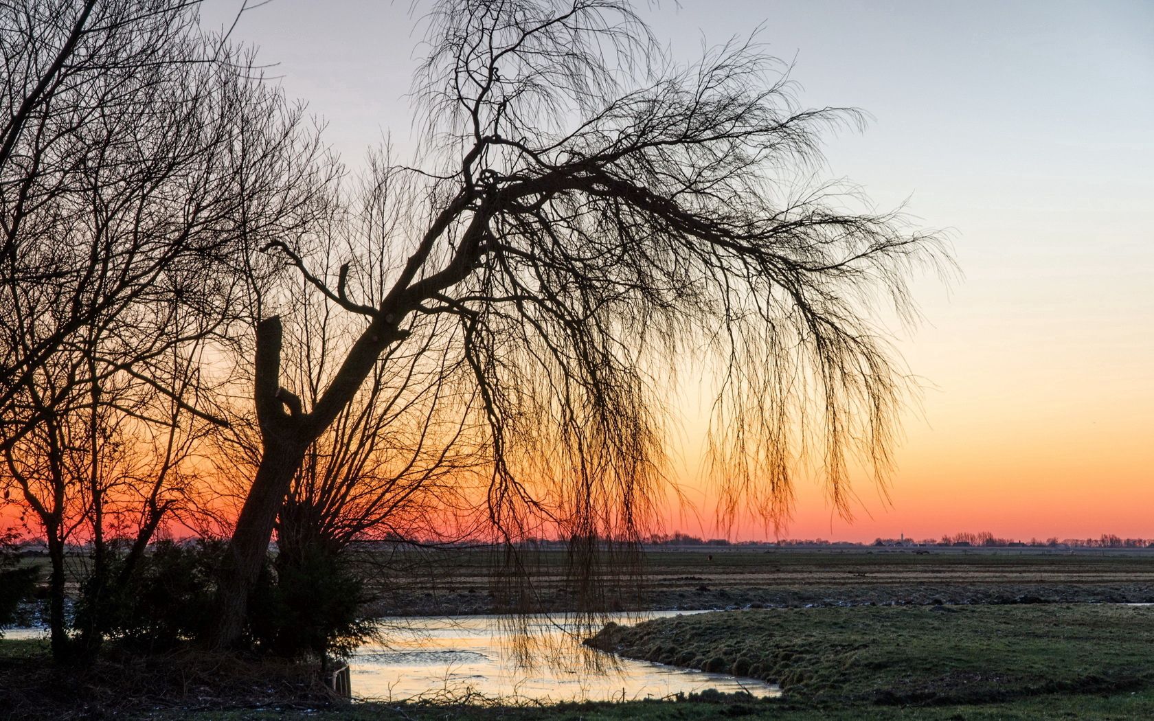nature, sunset, wood, tree, branches, branch, willow