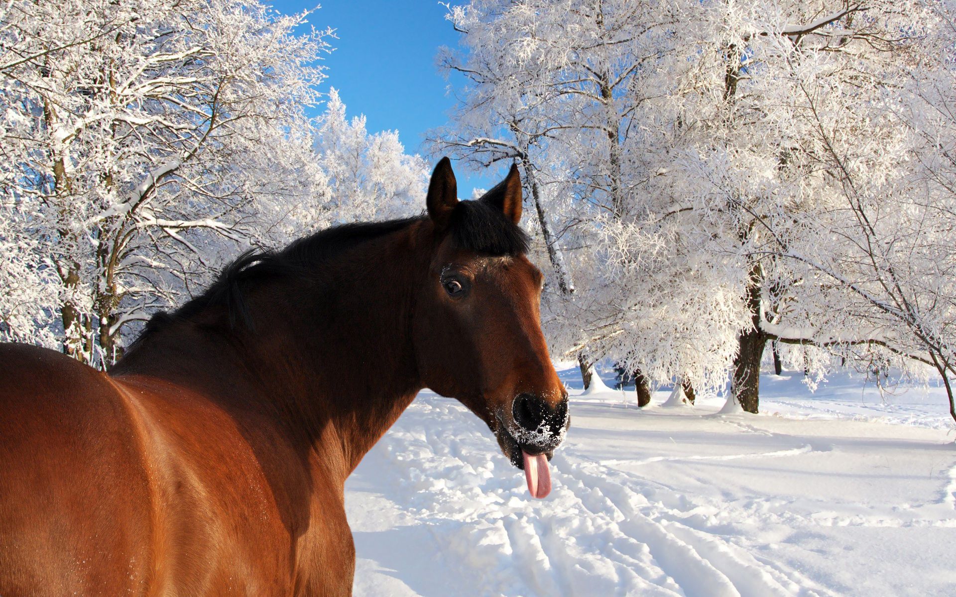 Скачать картинку Лошадь, Язык, Снег, Морда, Зима, Природа, Животные в телефон бесплатно.