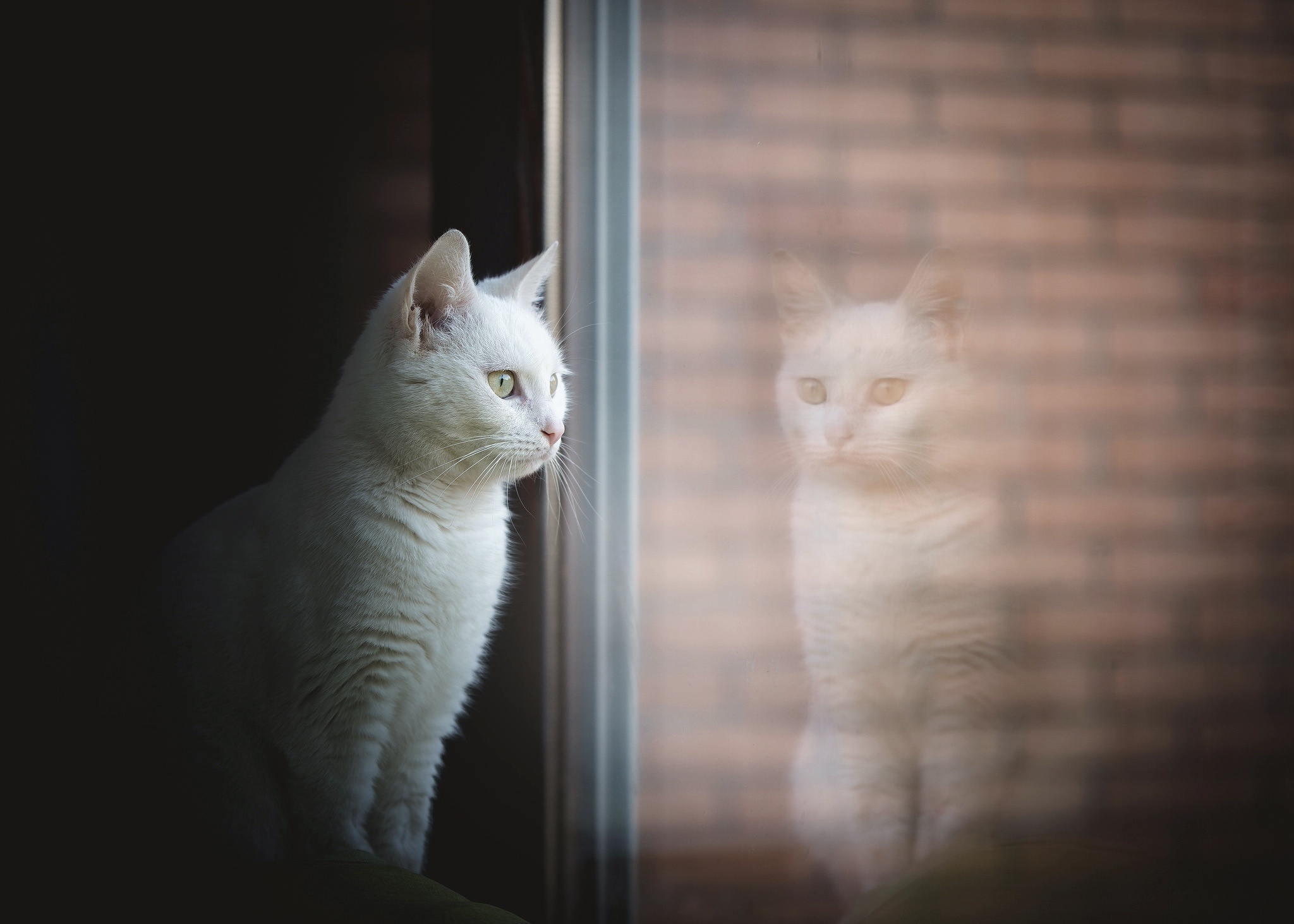 Download mobile wallpaper Cats, Reflection, Cat, Animal for free.