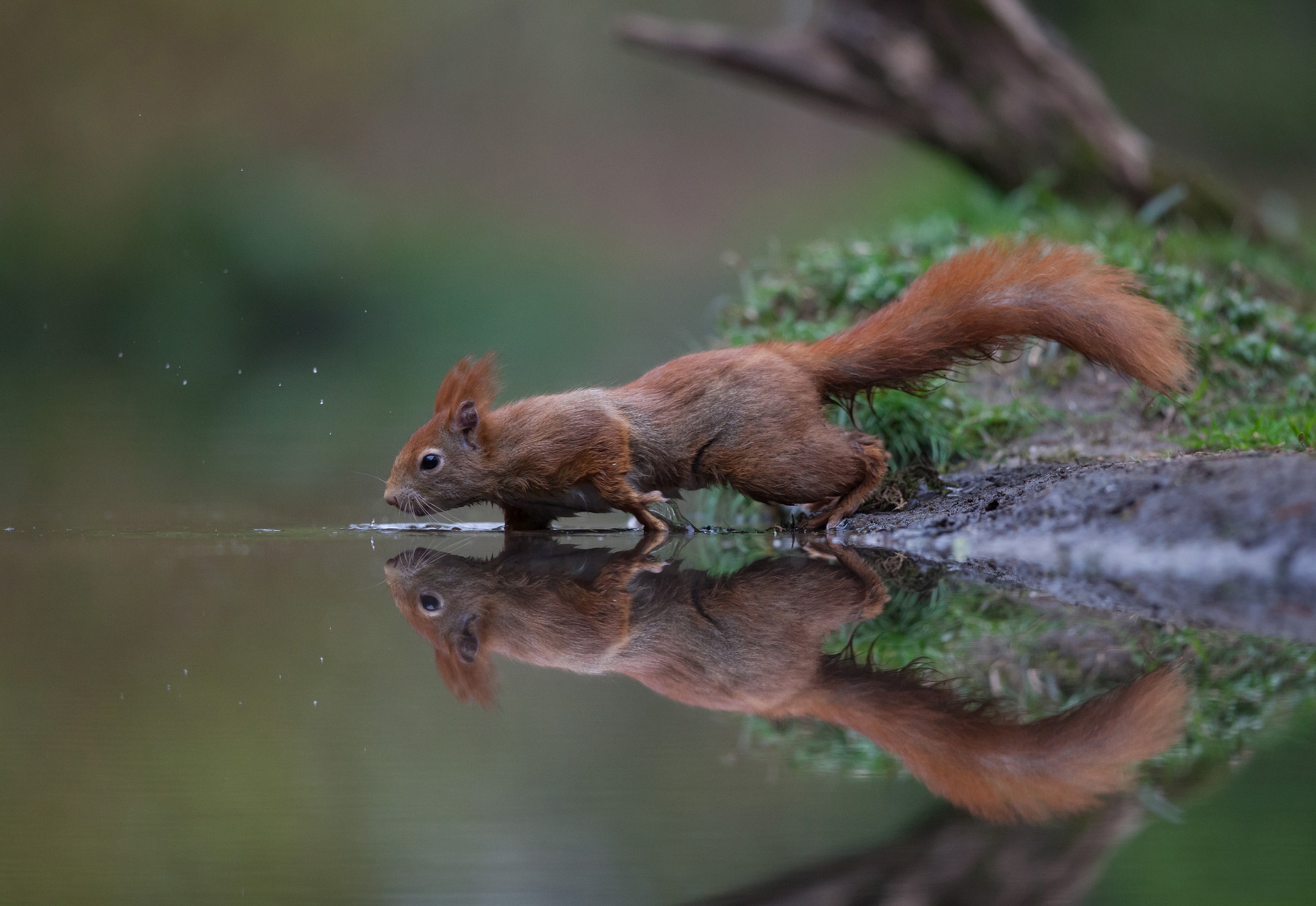 animal, squirrel, reflection, rodent, water