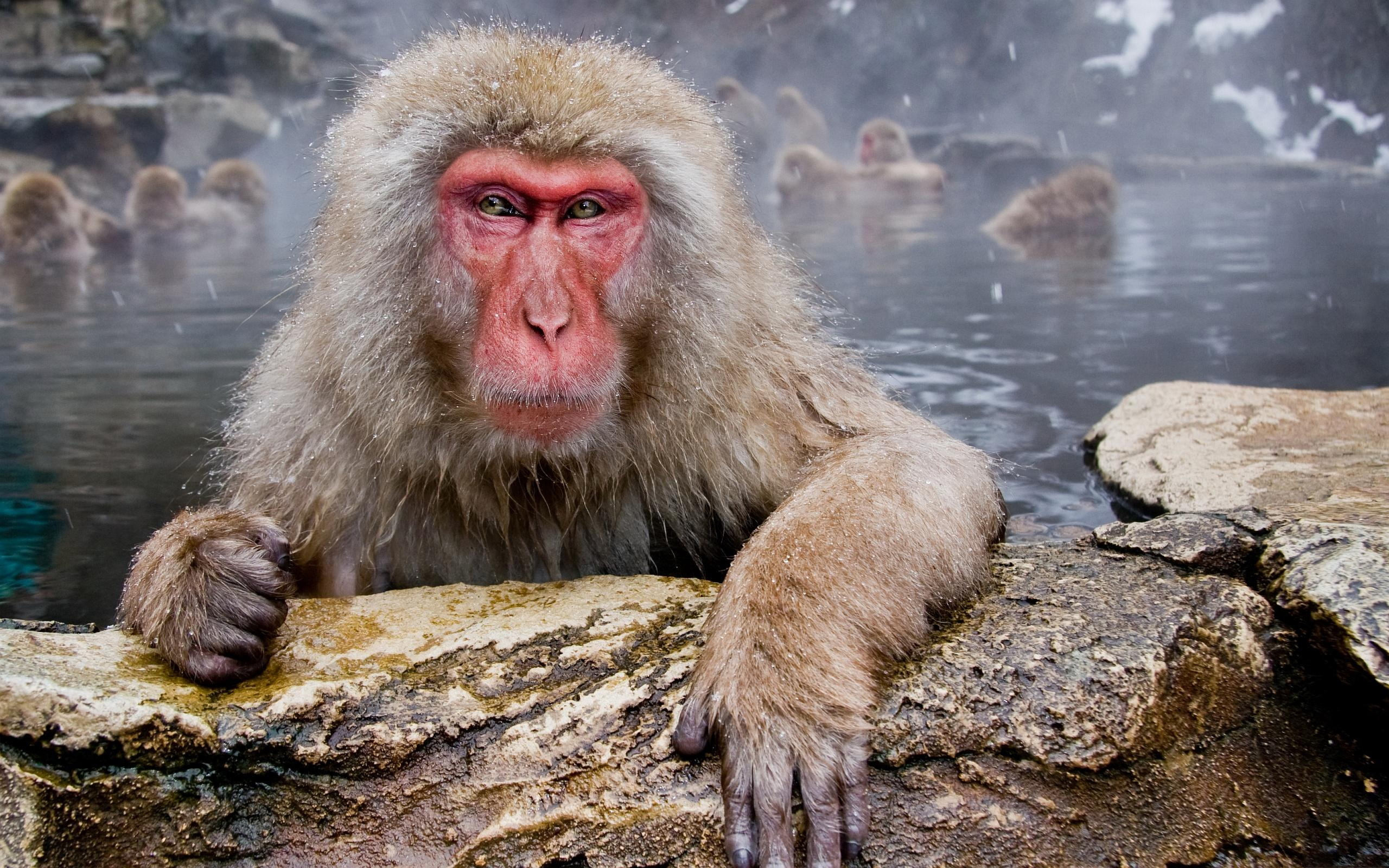 animal, japanese macaque, monkeys
