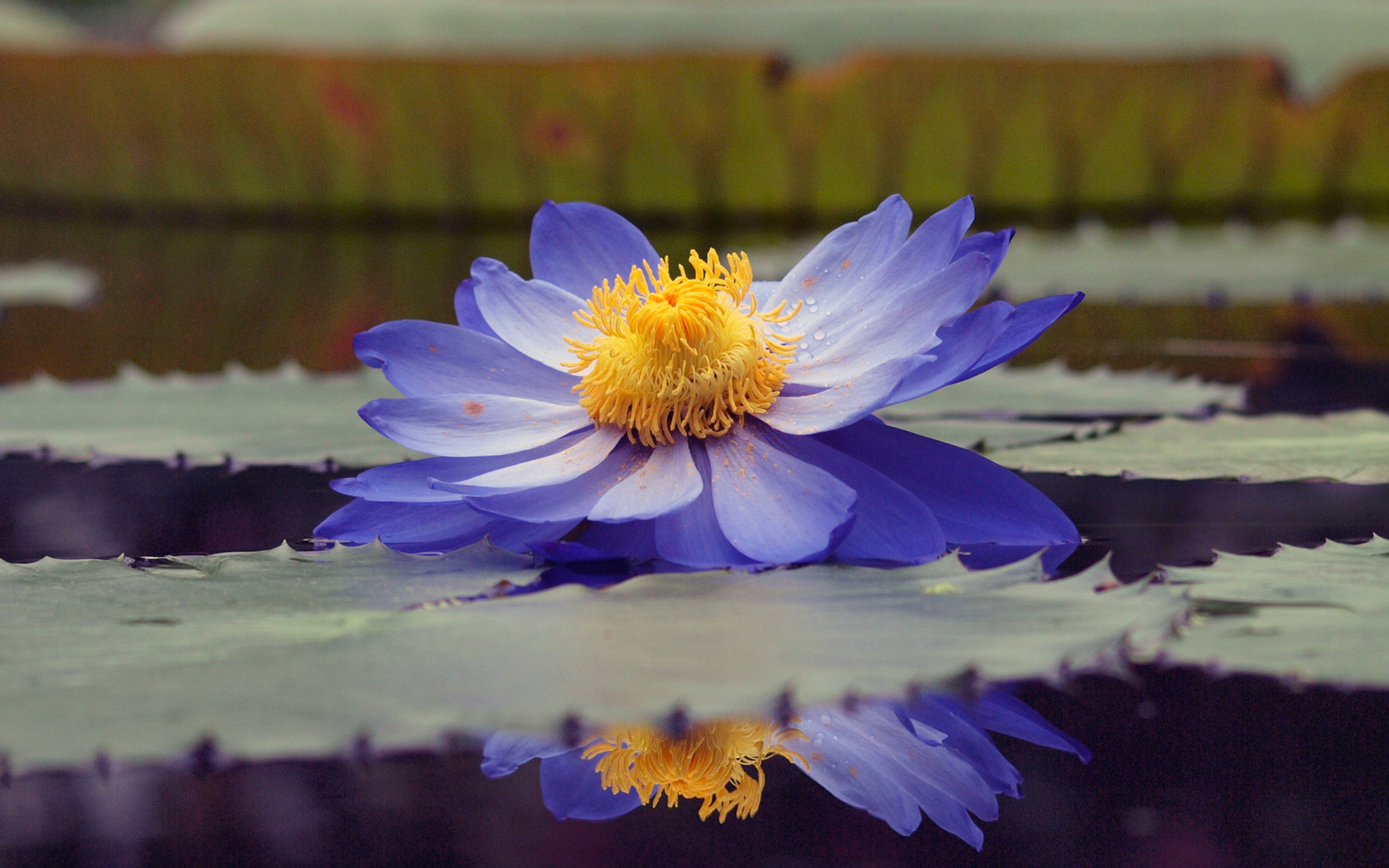 Скачать картинку Водяная Лилия, Флауэрсы, Цветок, Земля/природа в телефон бесплатно.